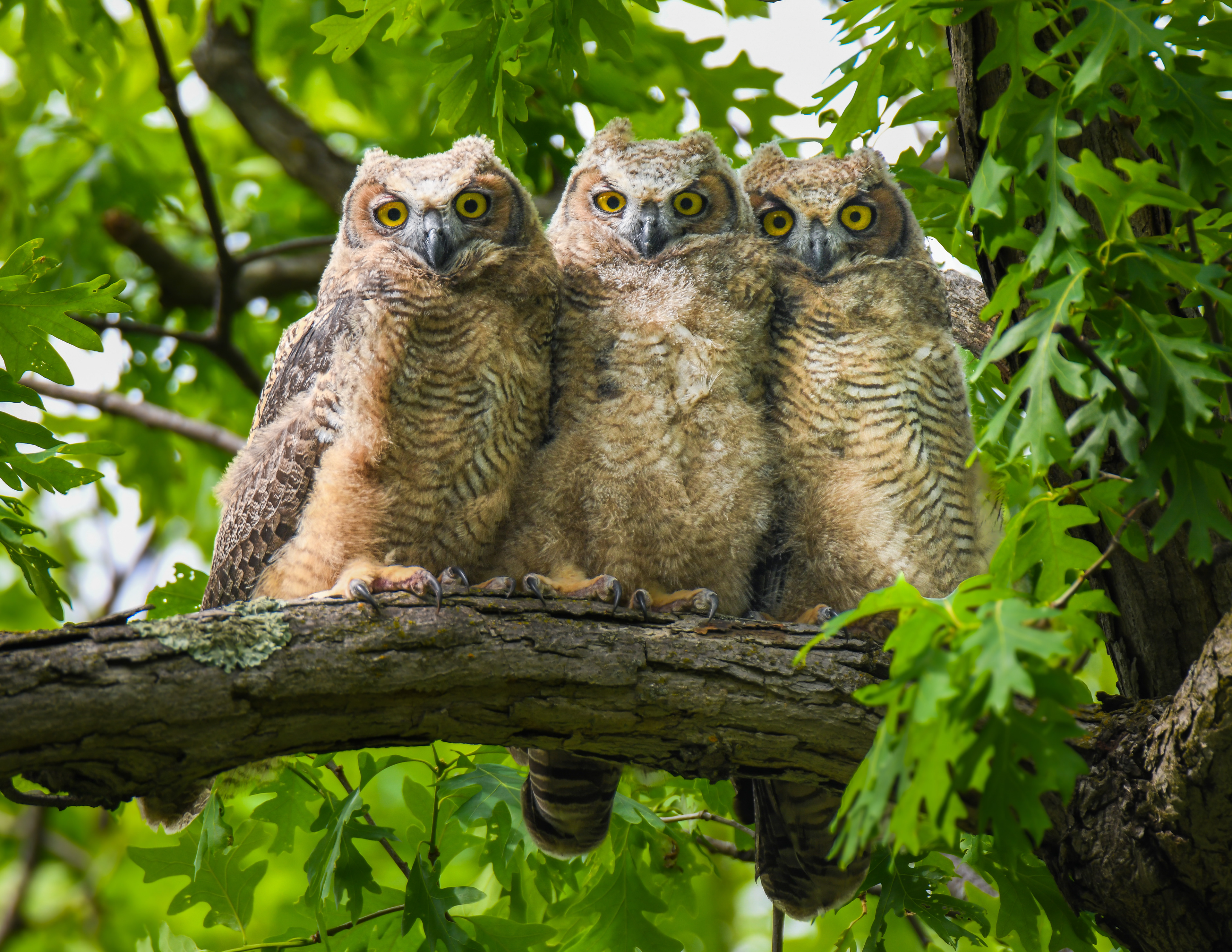 Great Horned owlet 3