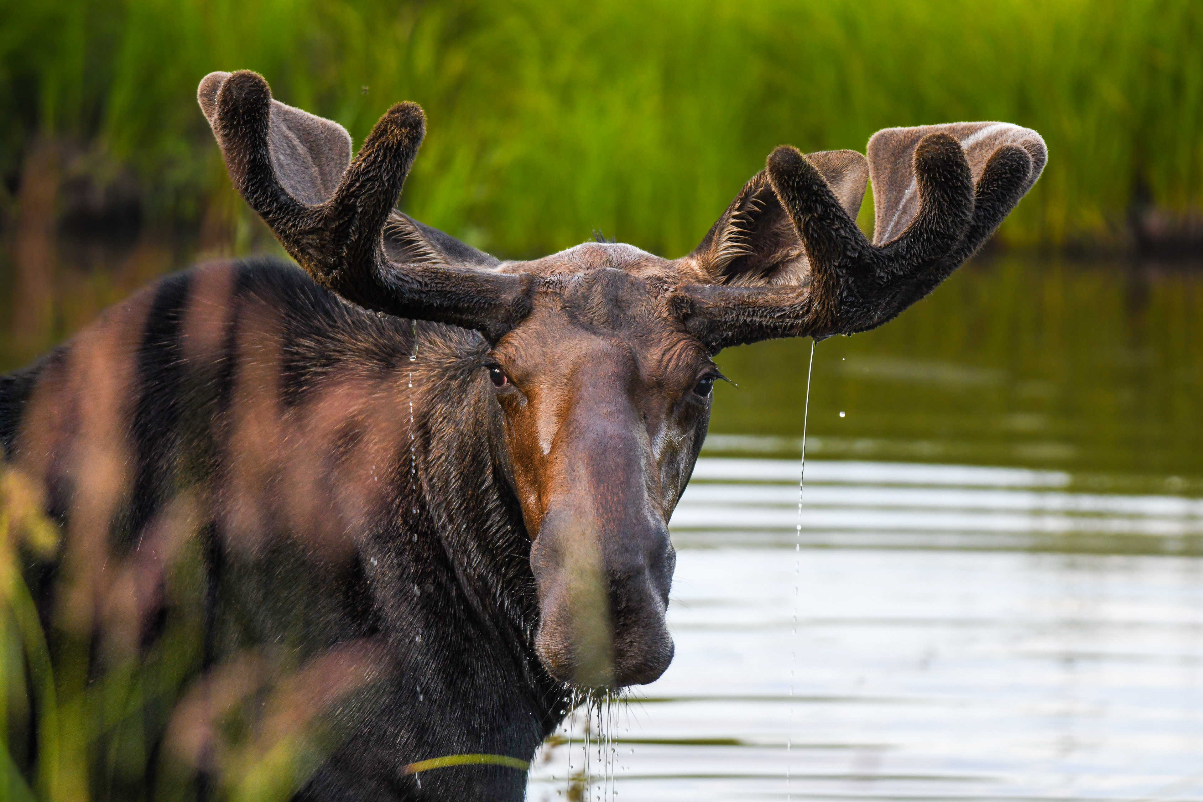Moose 4