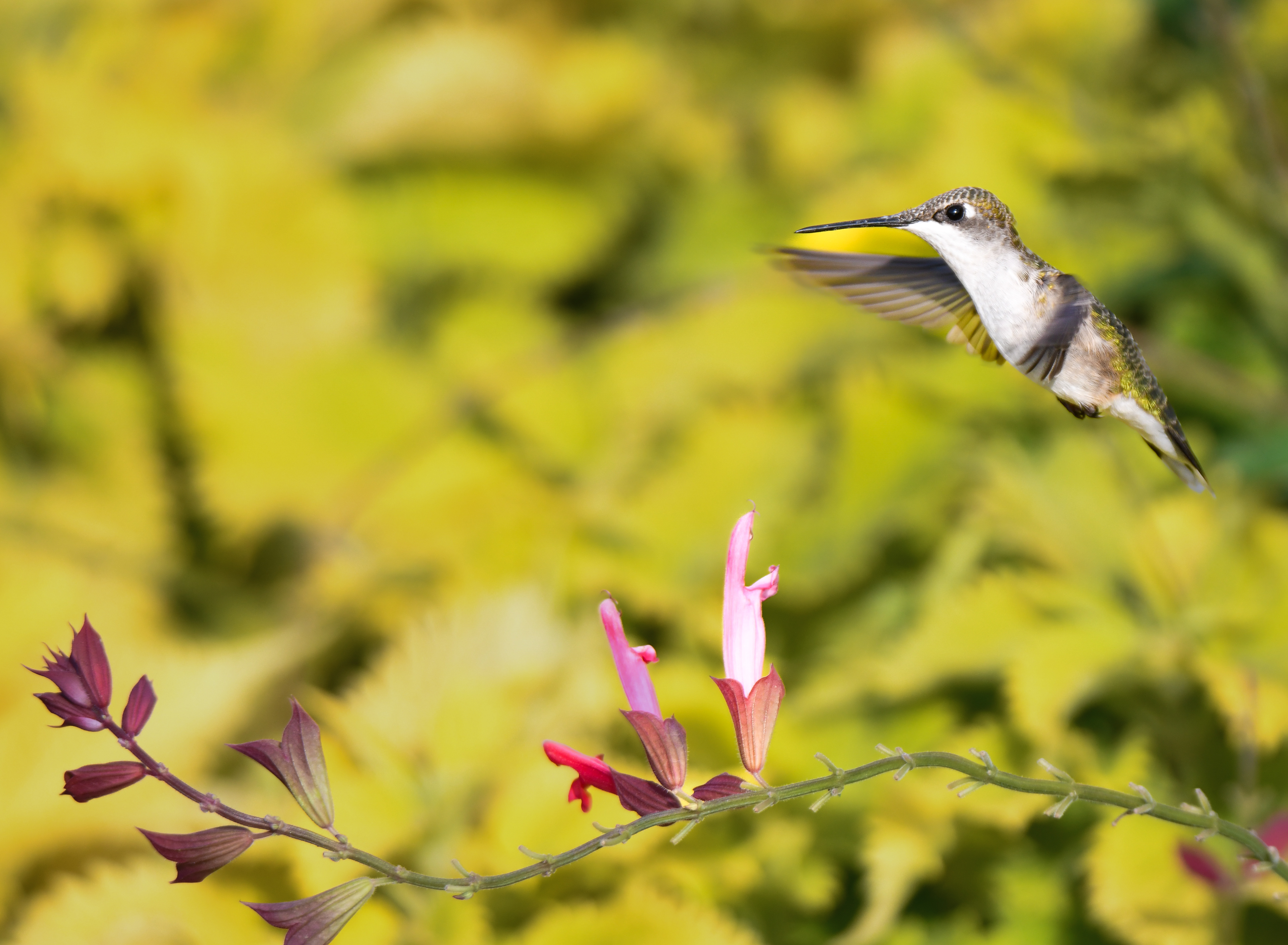 Hummingbird 7