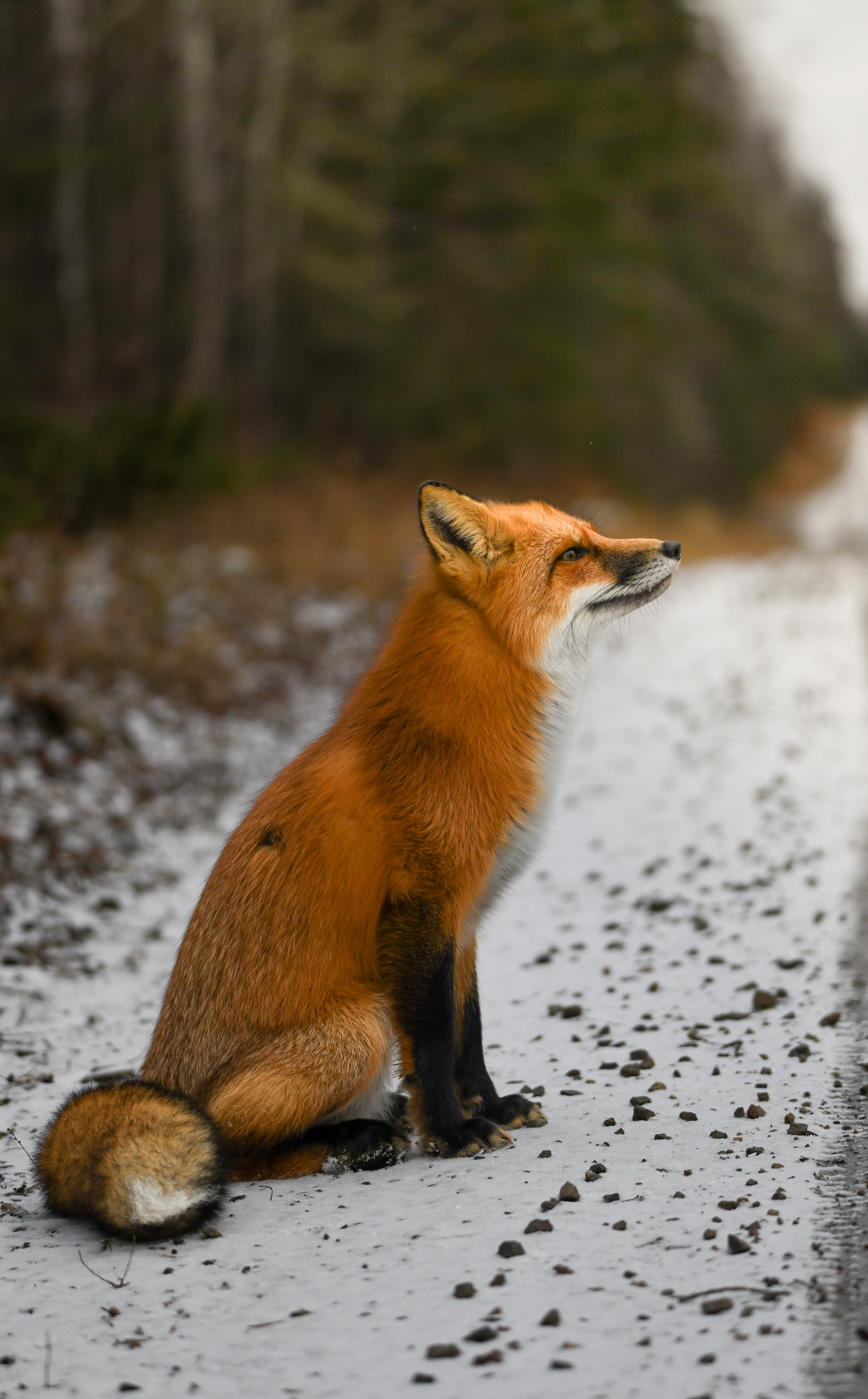 Fox 39