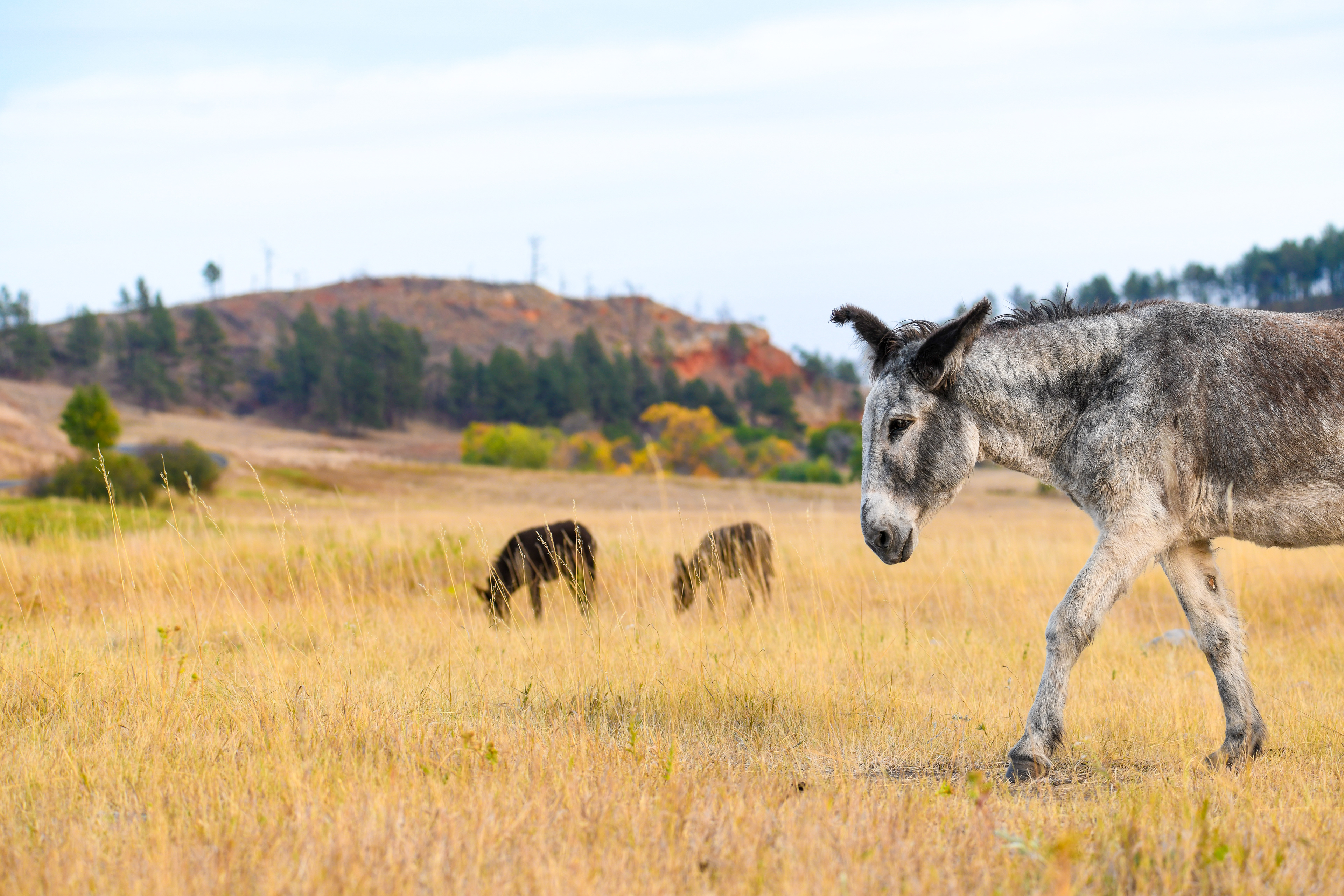 Burro 4