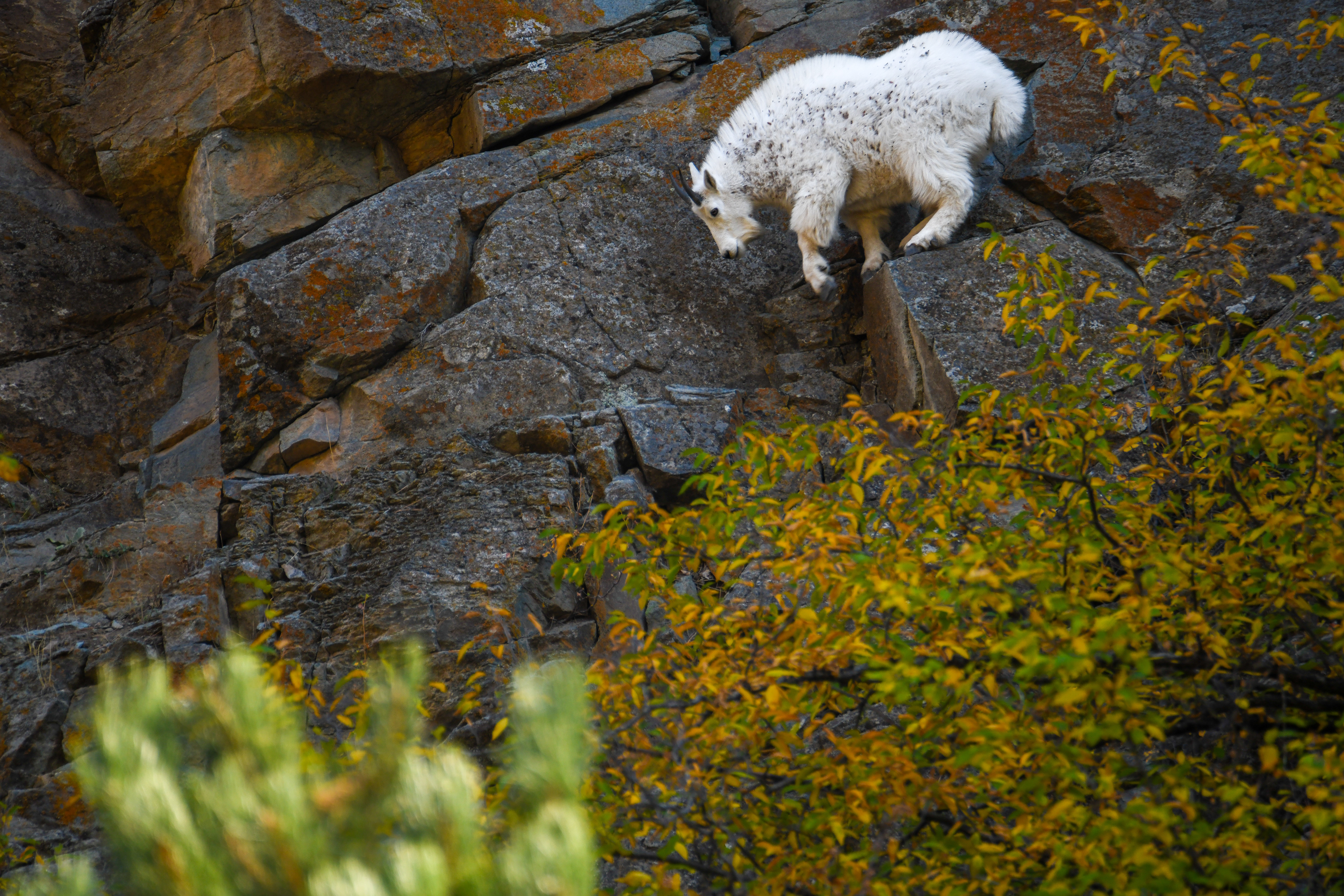 Mountain goat 1