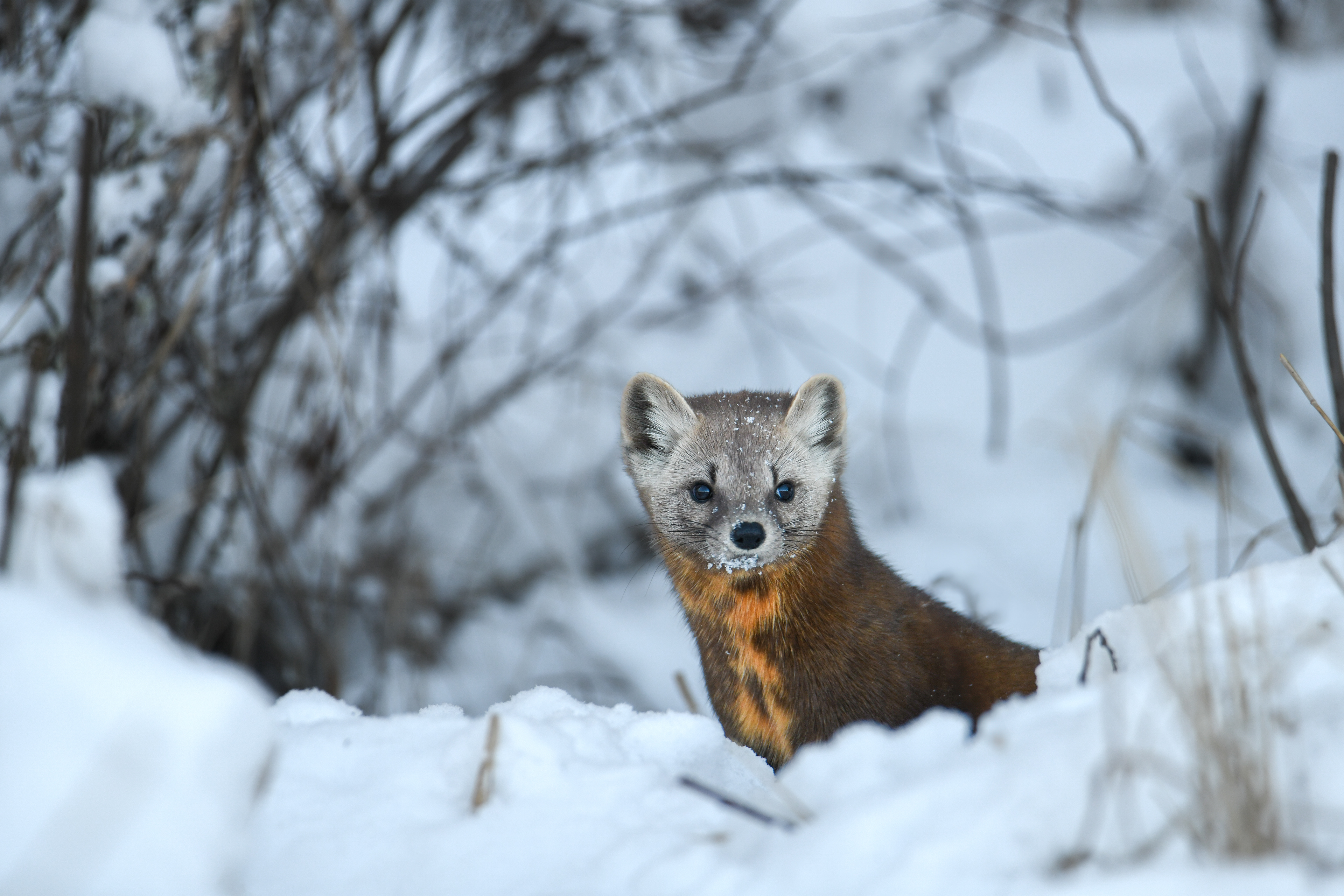 Pine Marten 21