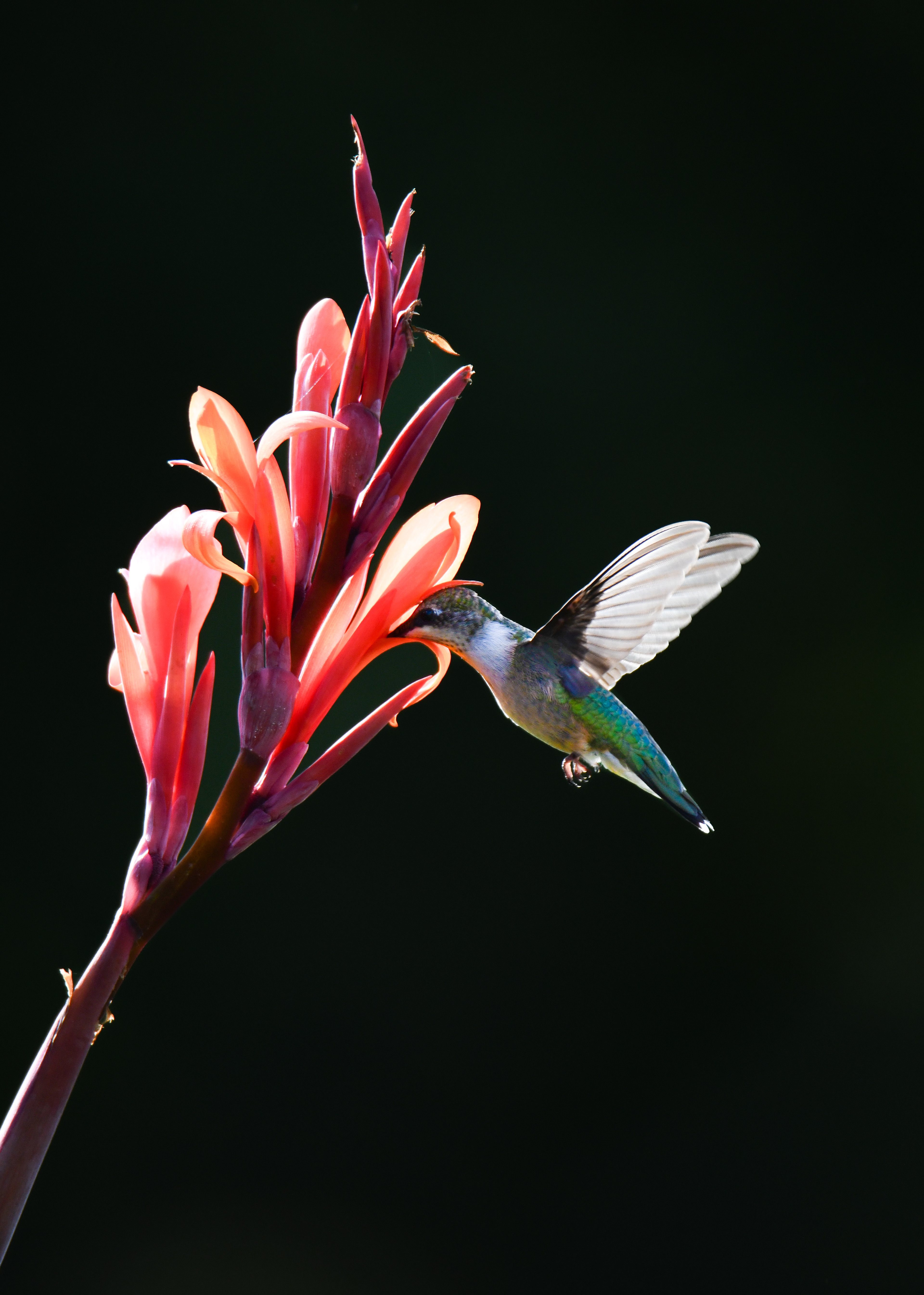 Hummingbird 16