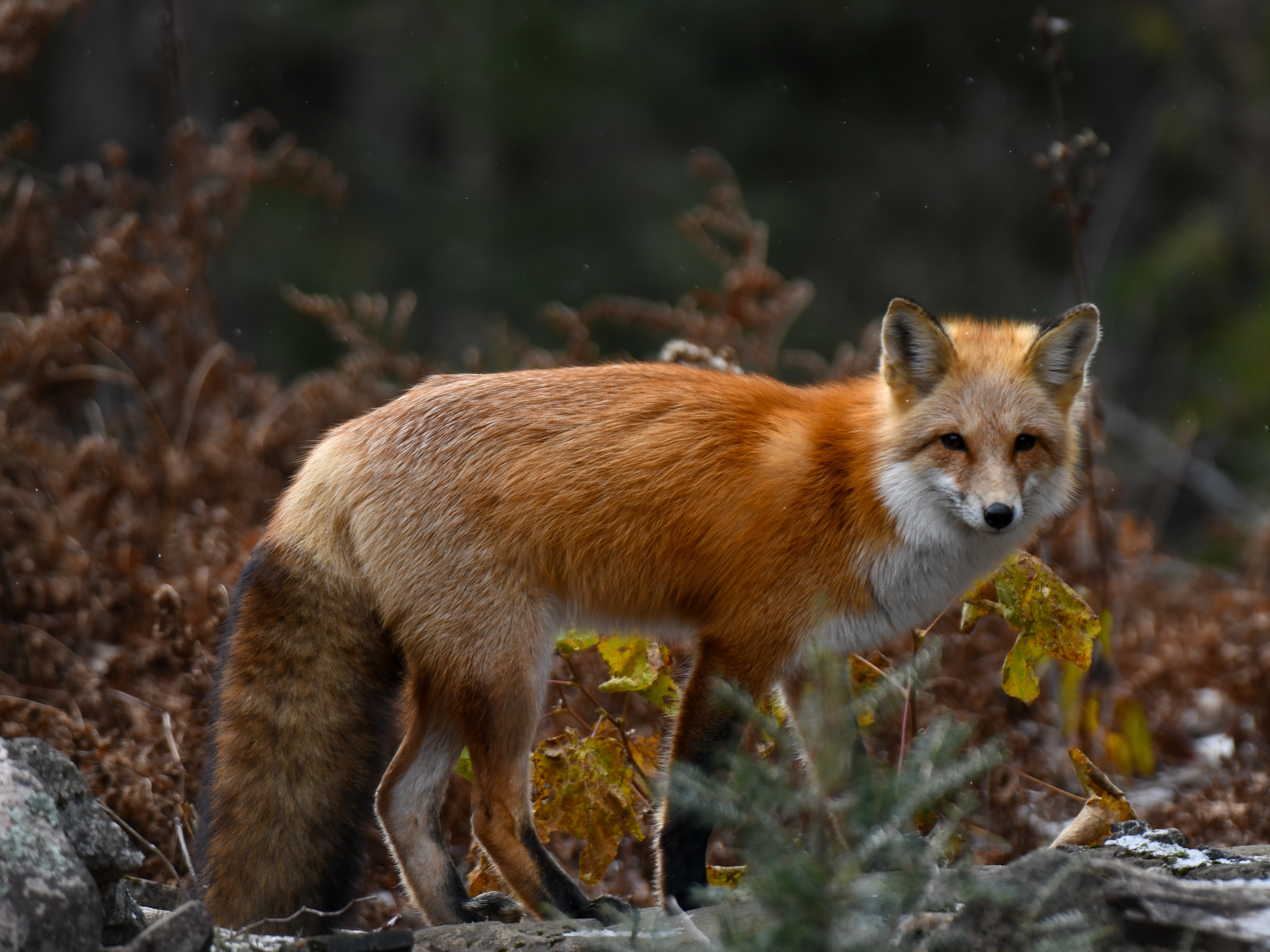 Fox 4