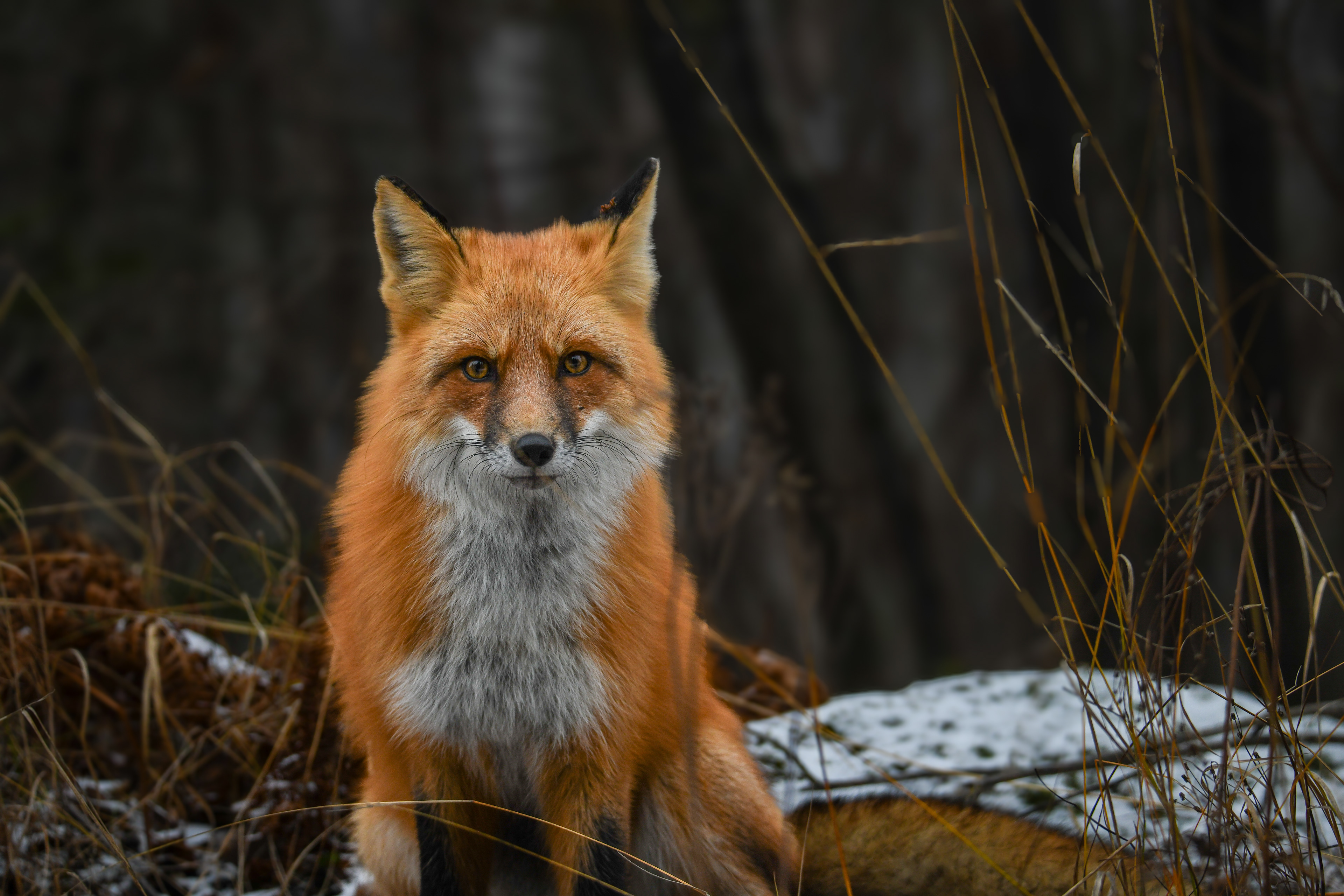 Fox 30