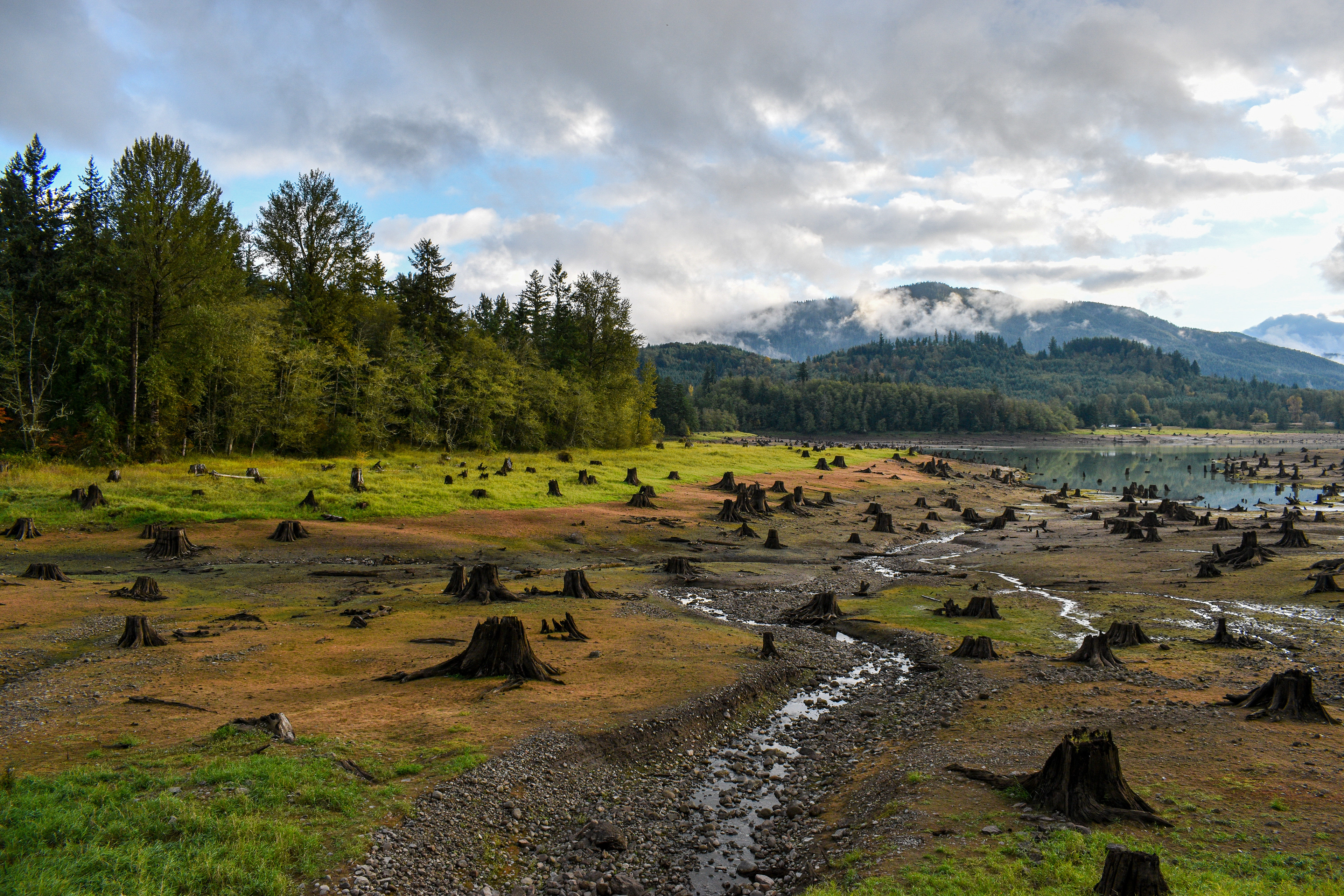 Stump Graveyard 1