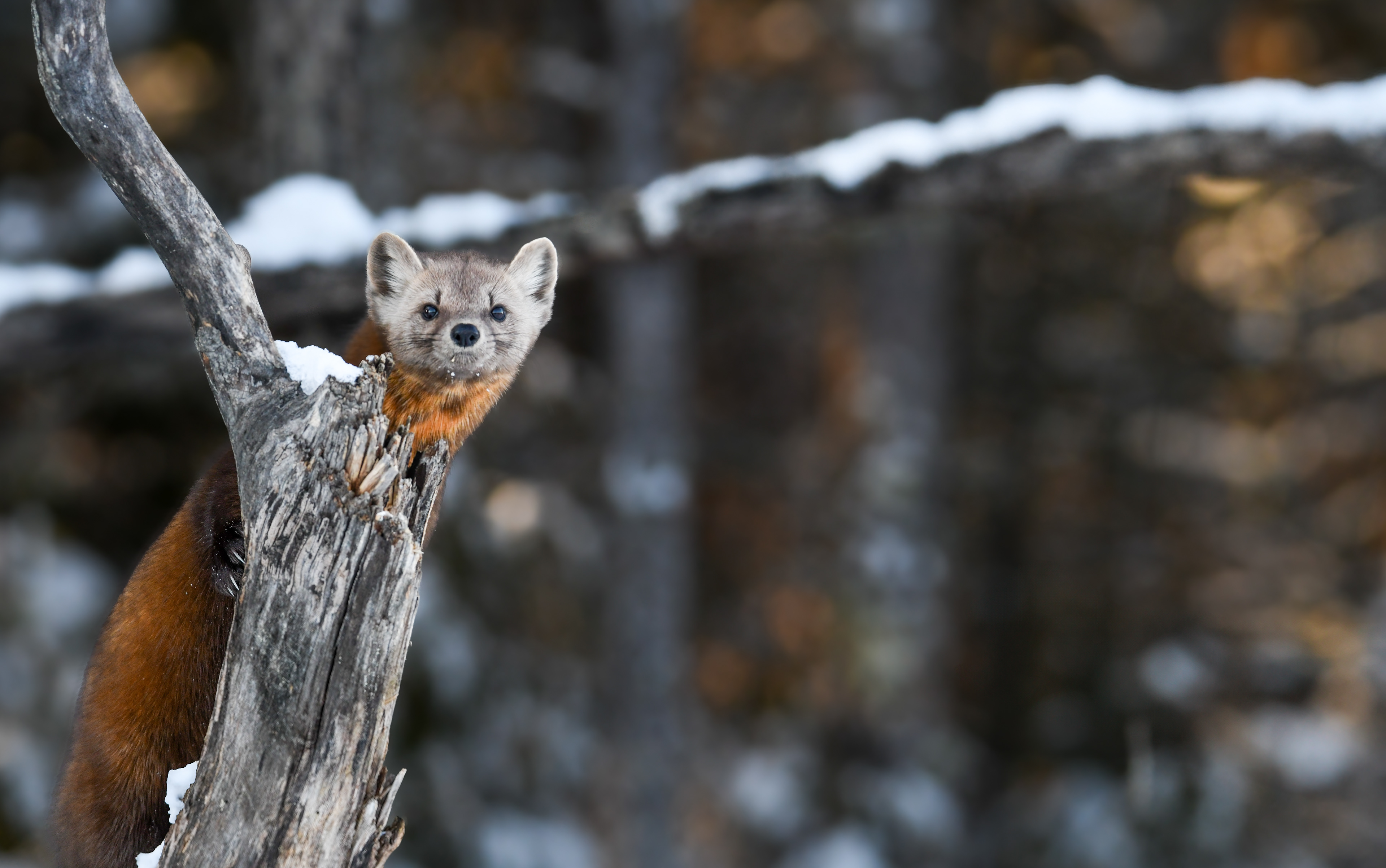 Pine Marten 15