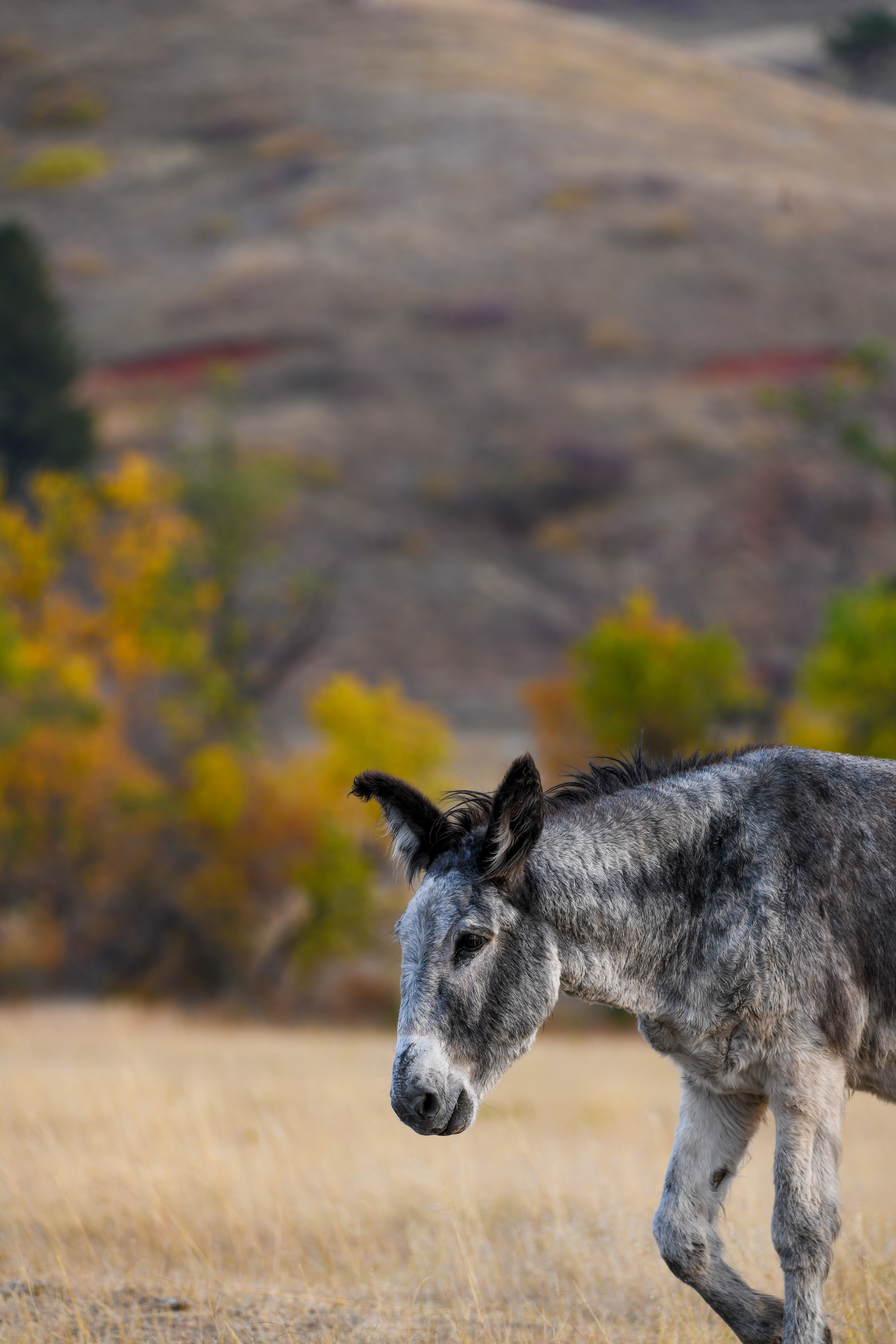 Burro 1