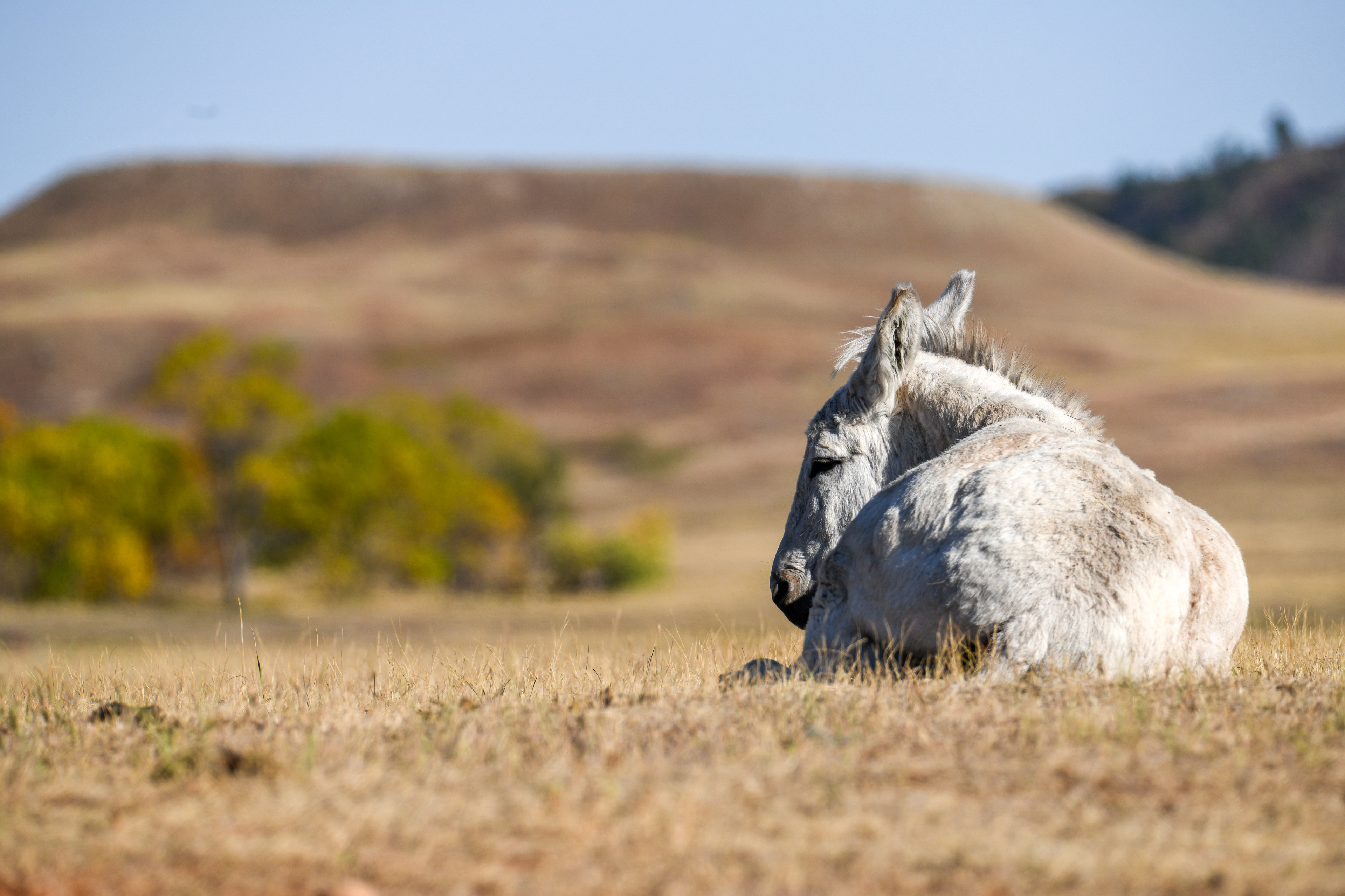 Burro 19