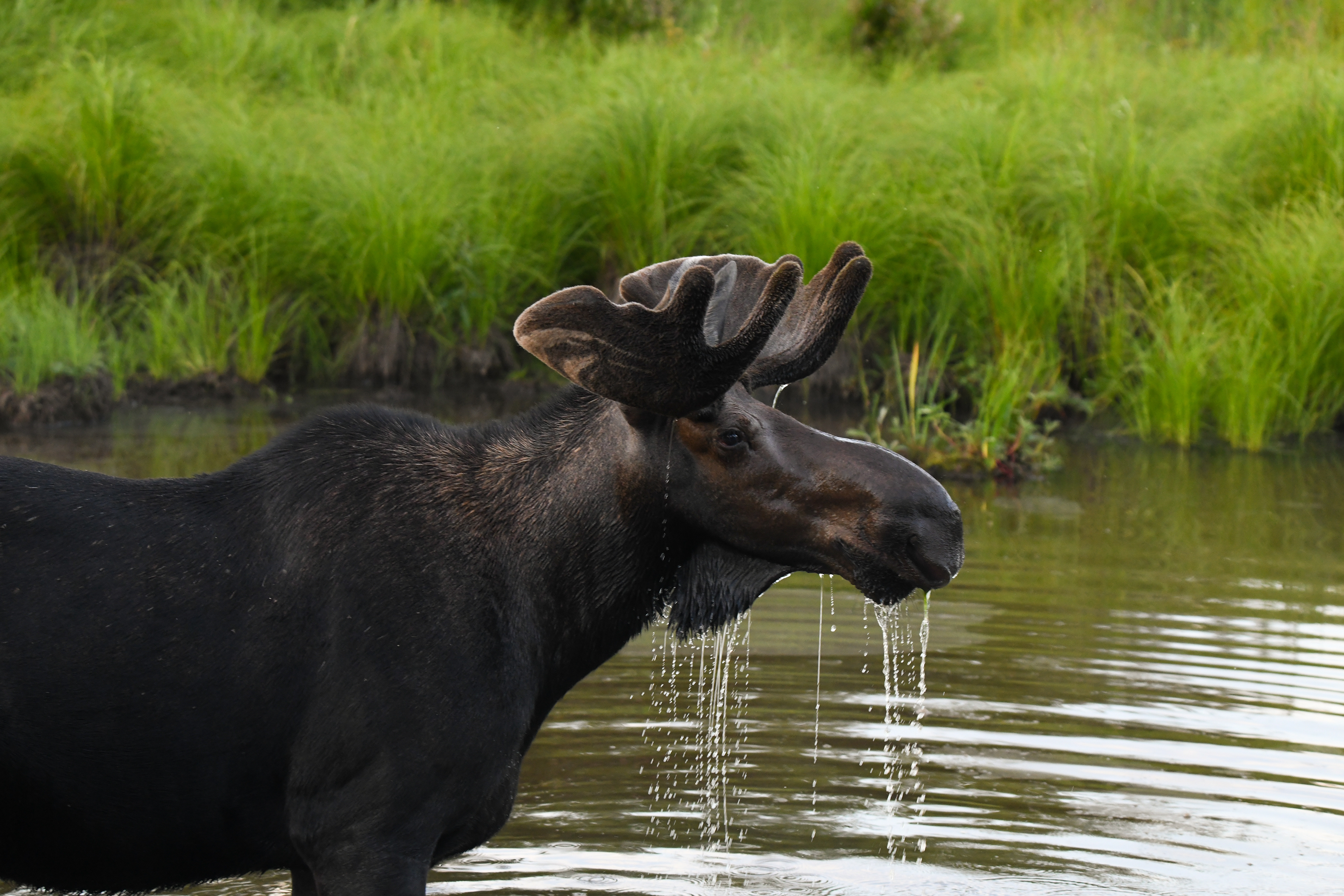 Moose 7