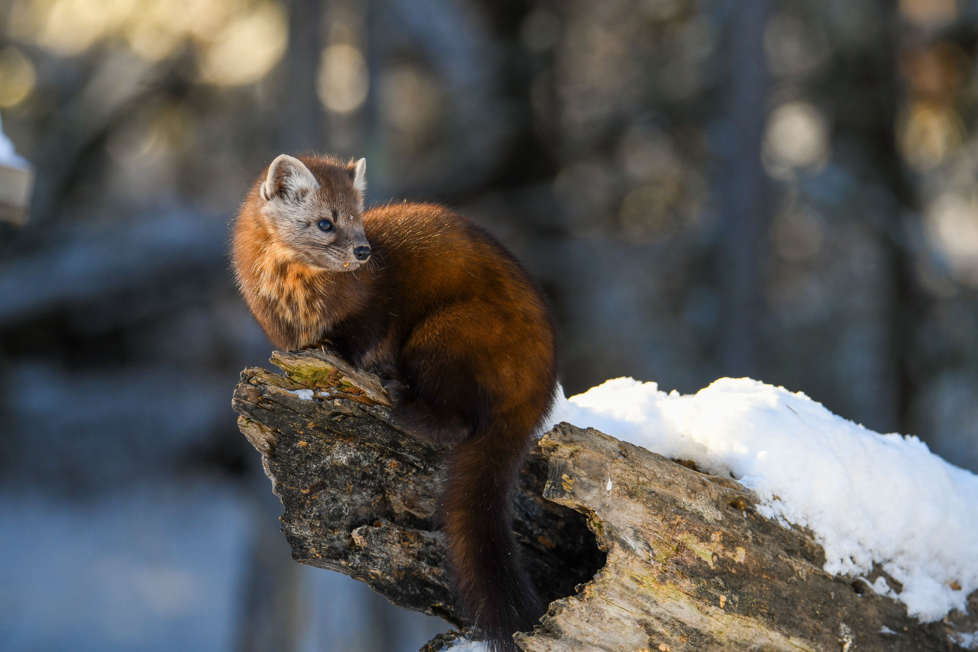 Pine Marten 7