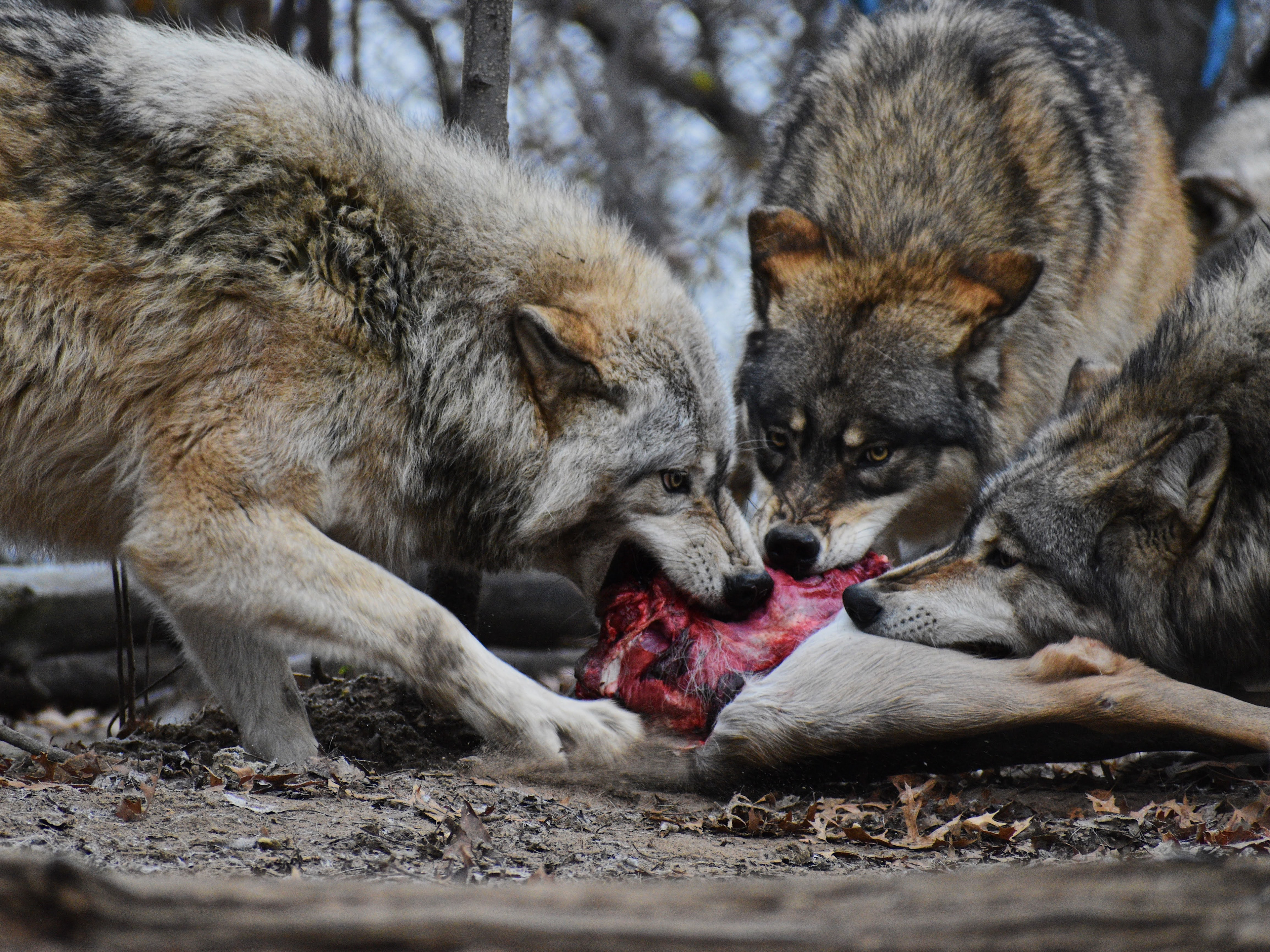 Wolf 3
