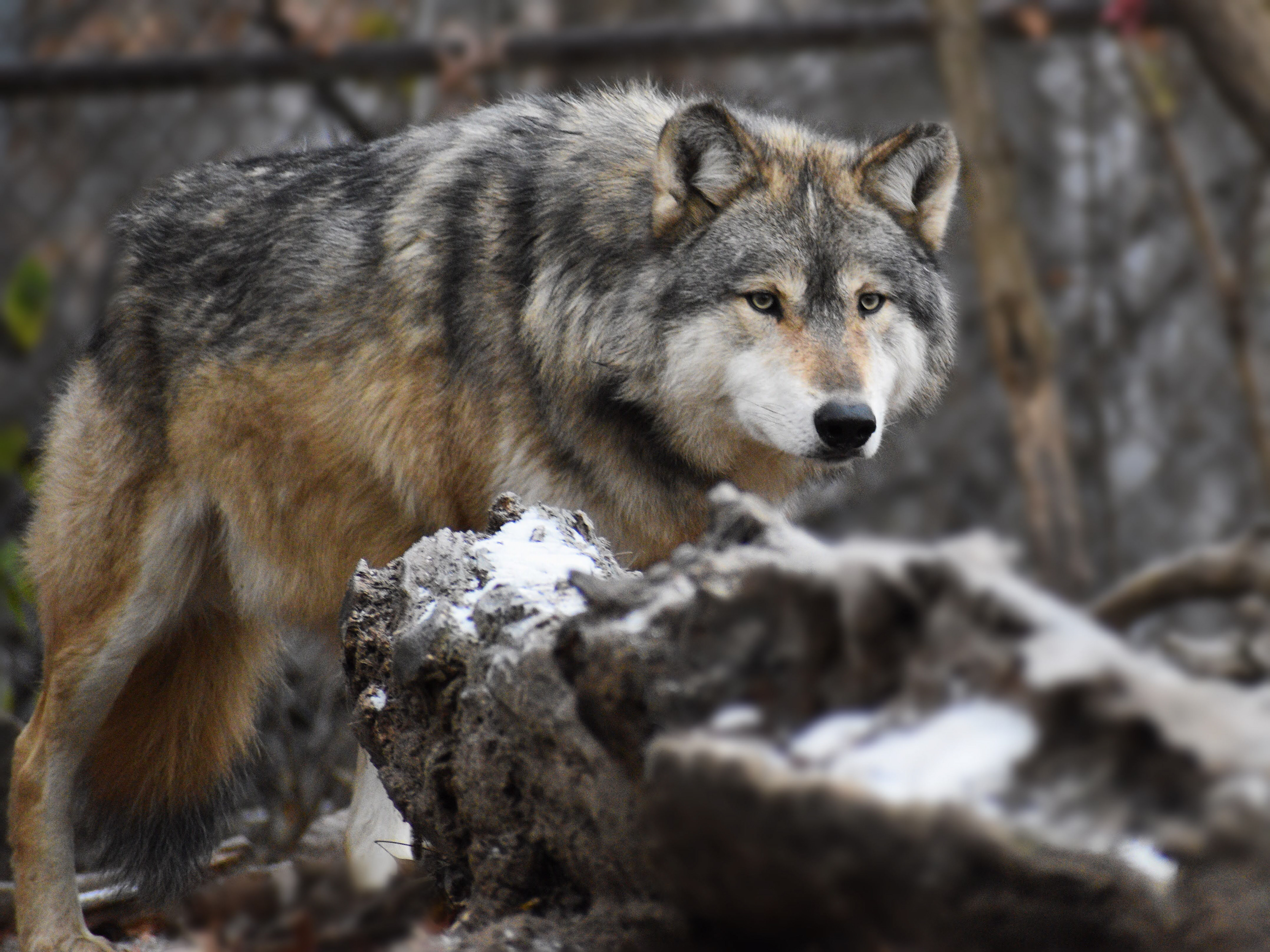 Wolf 8