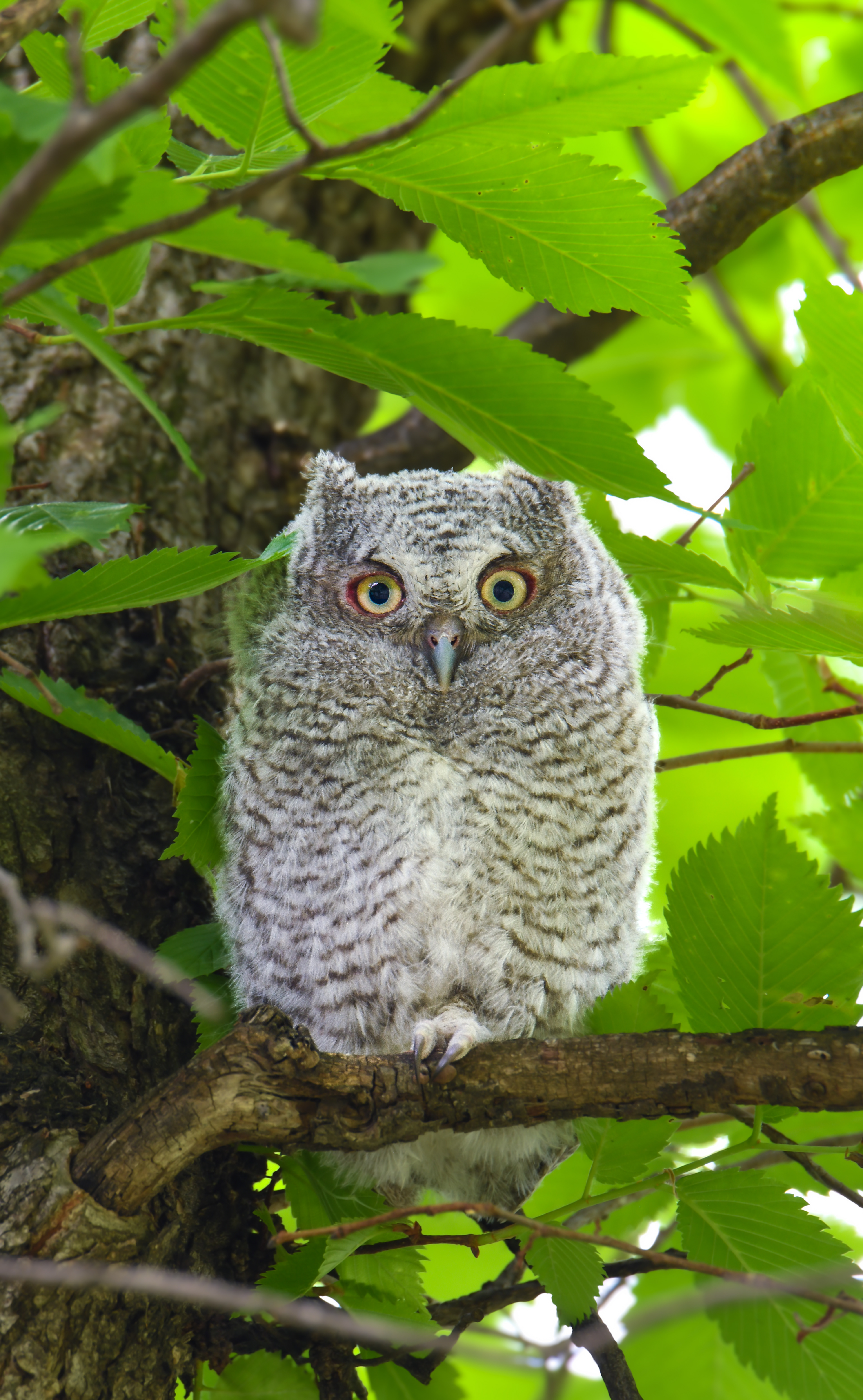 Baby Eastern Screech