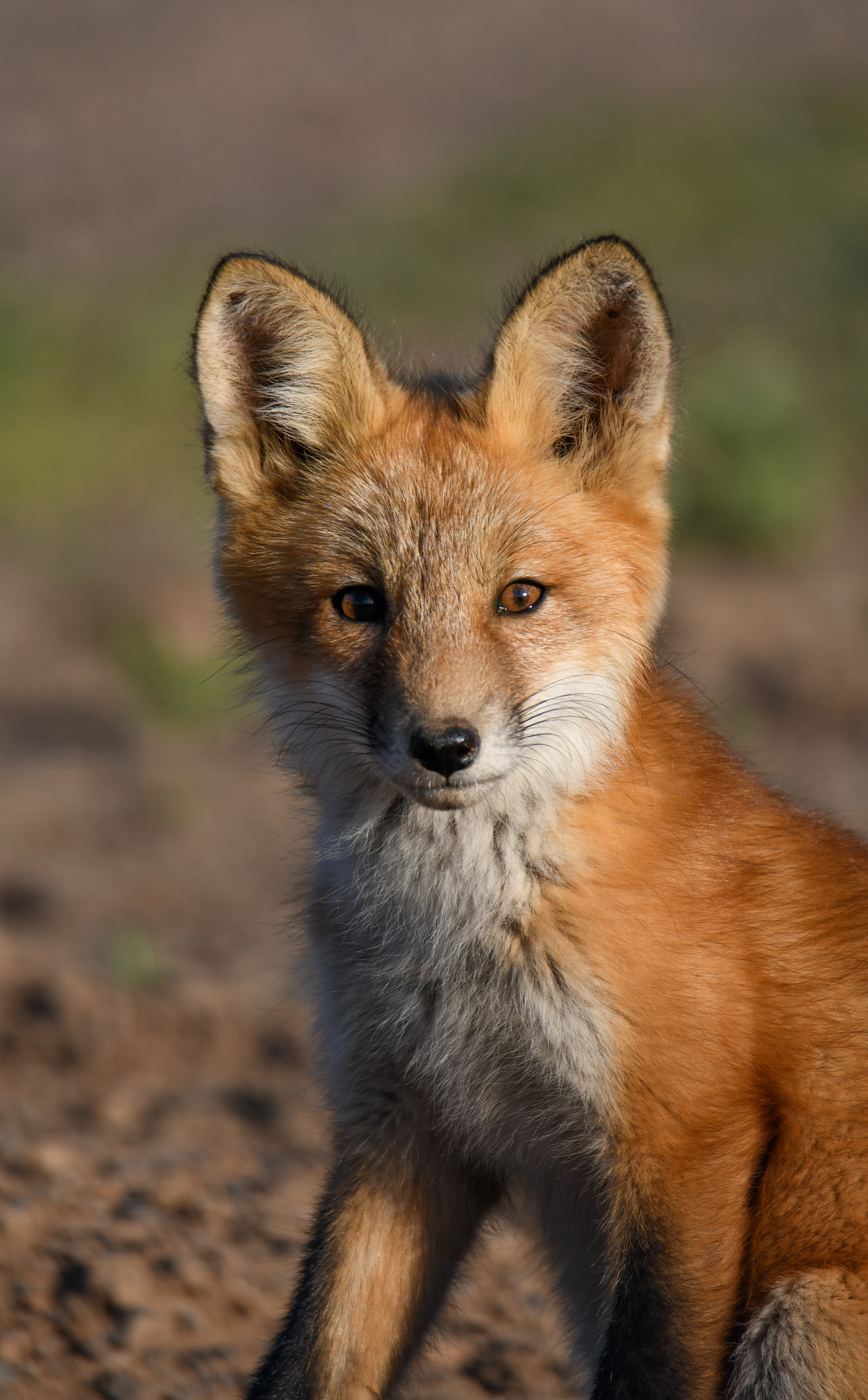 Fox kit