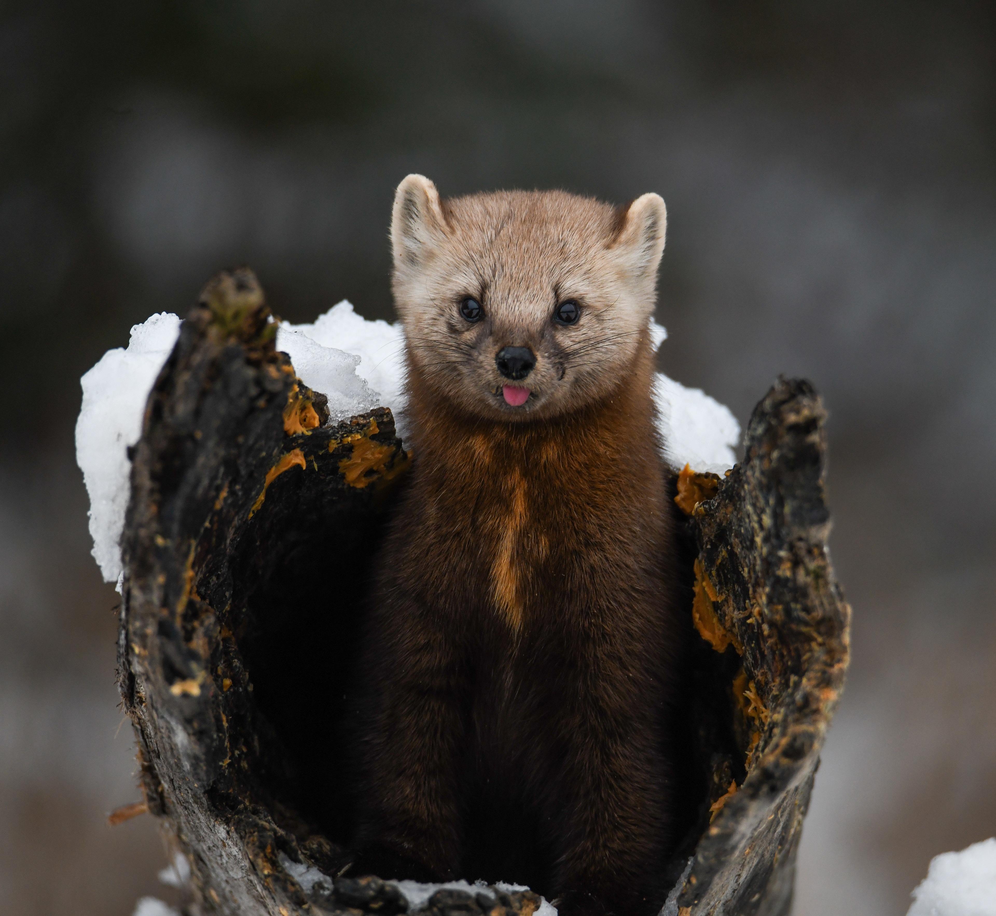 Pine Marten 23