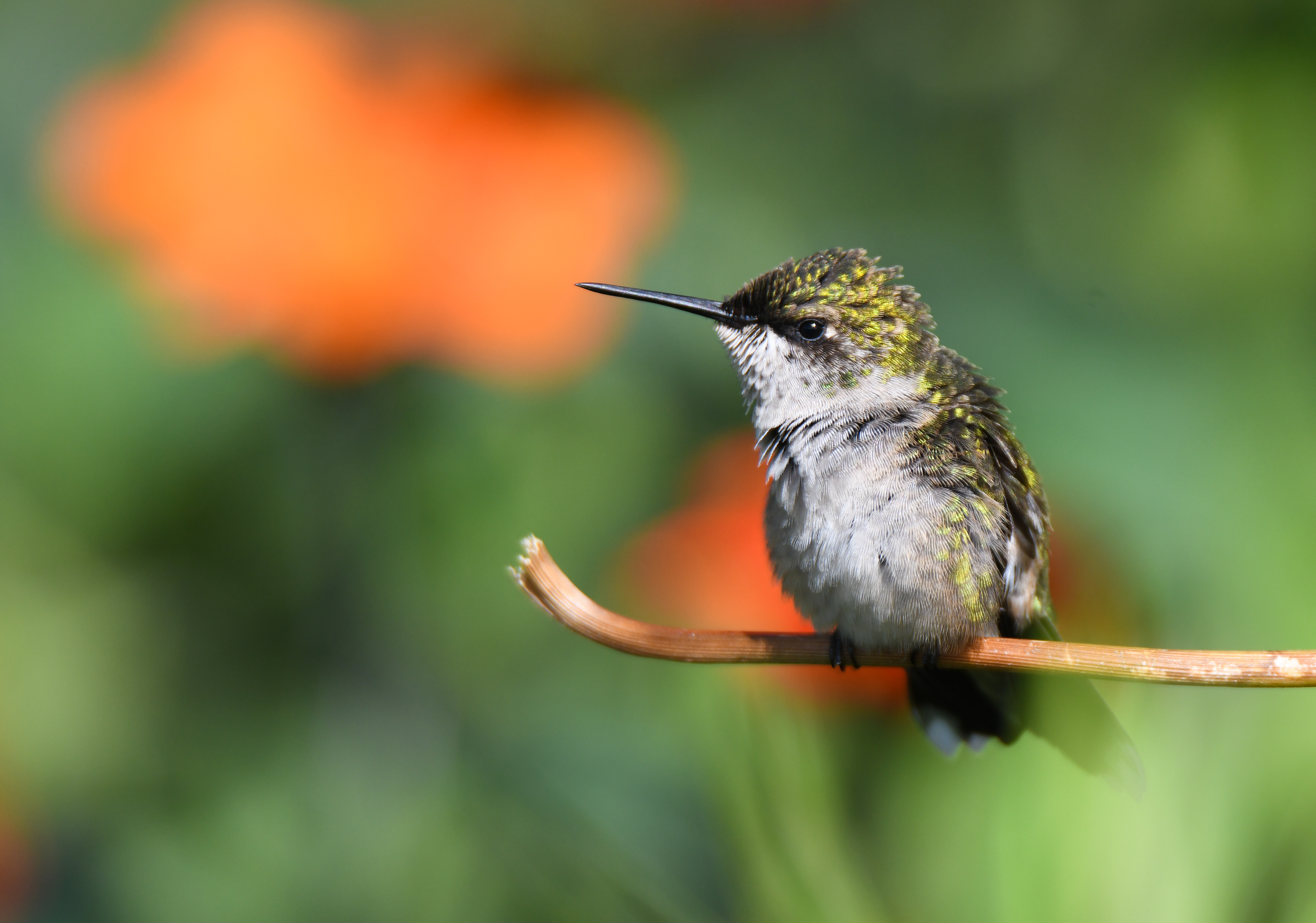 Hummingbird 5