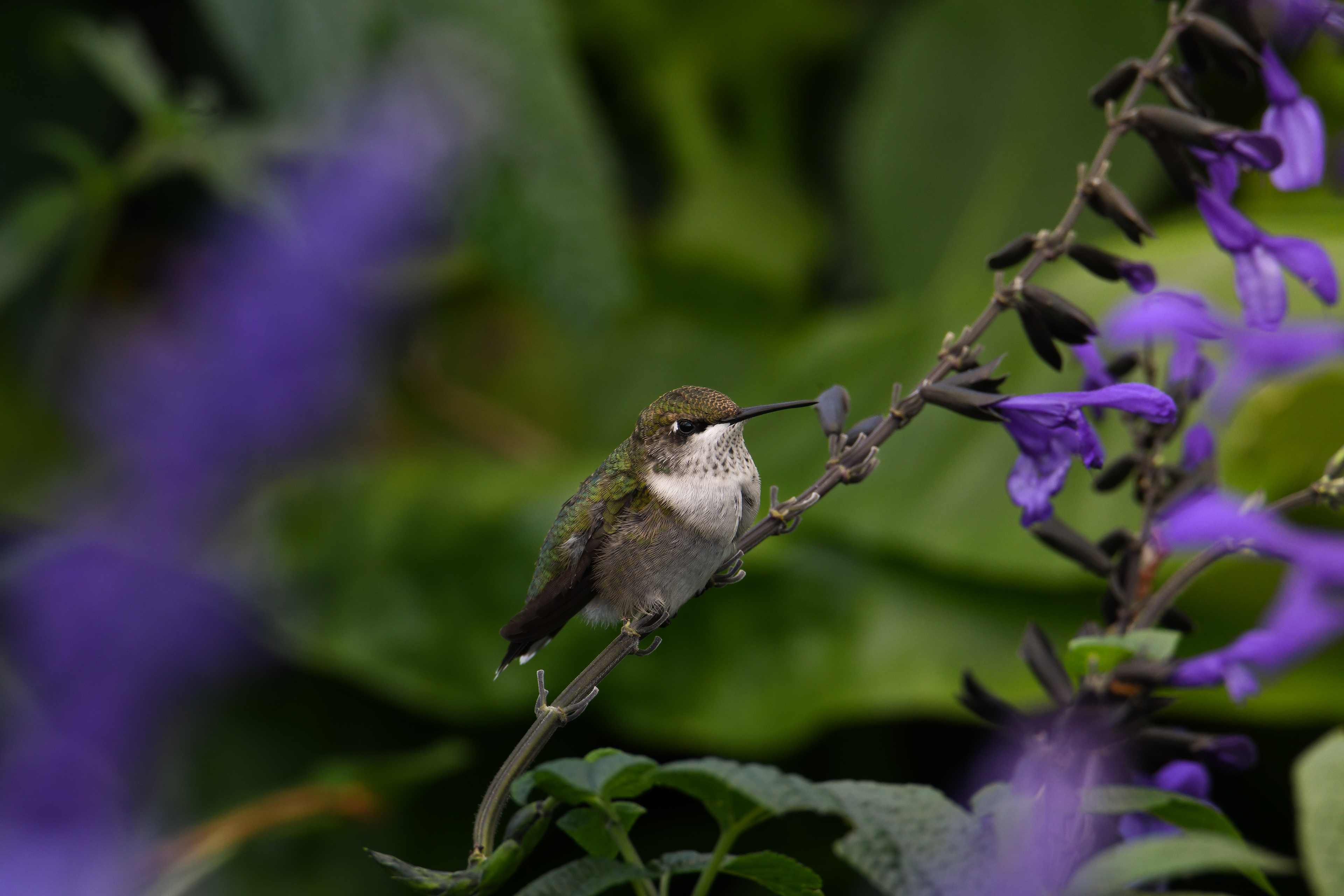 Hummingbird 19