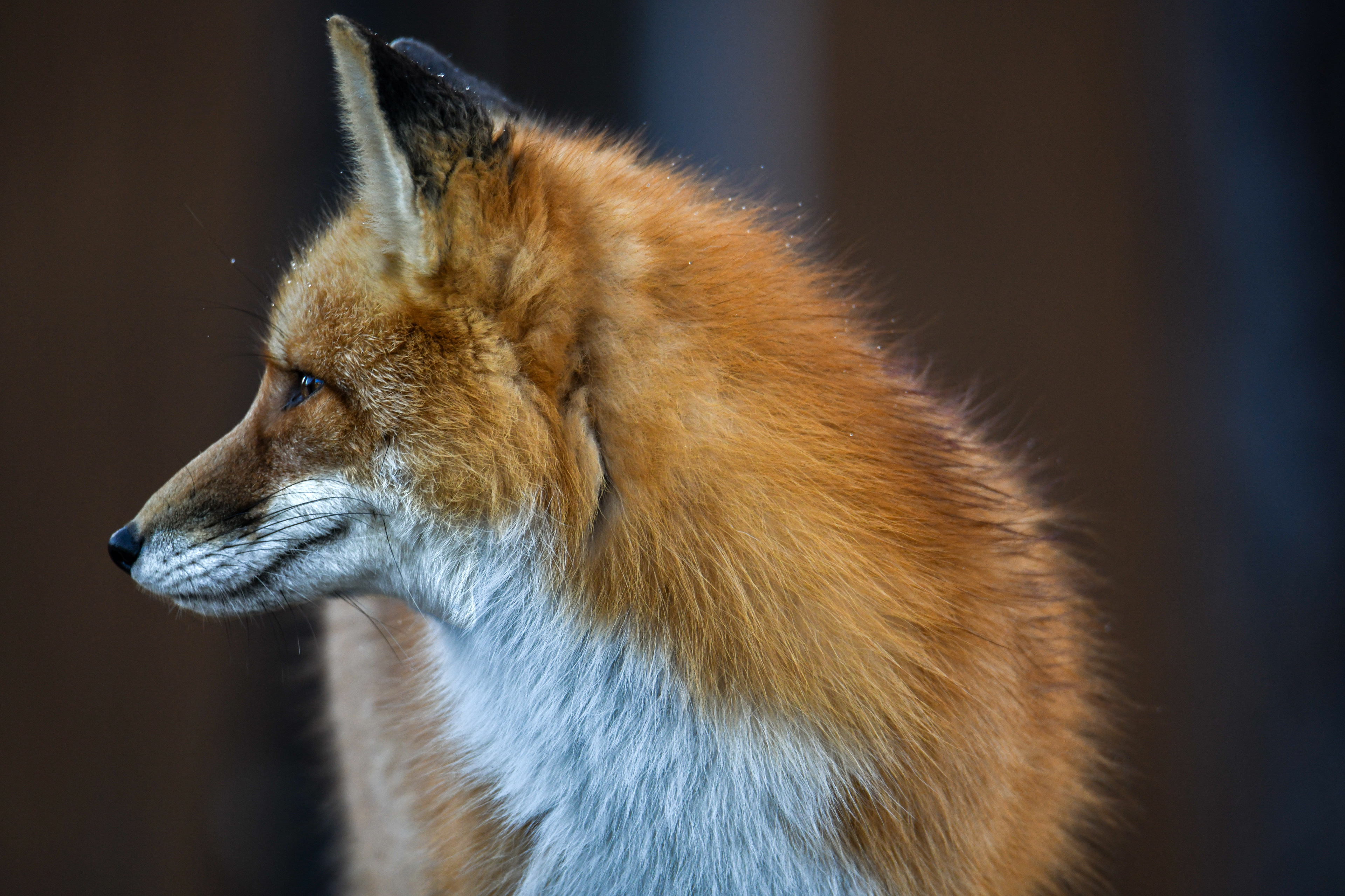 Fox 8