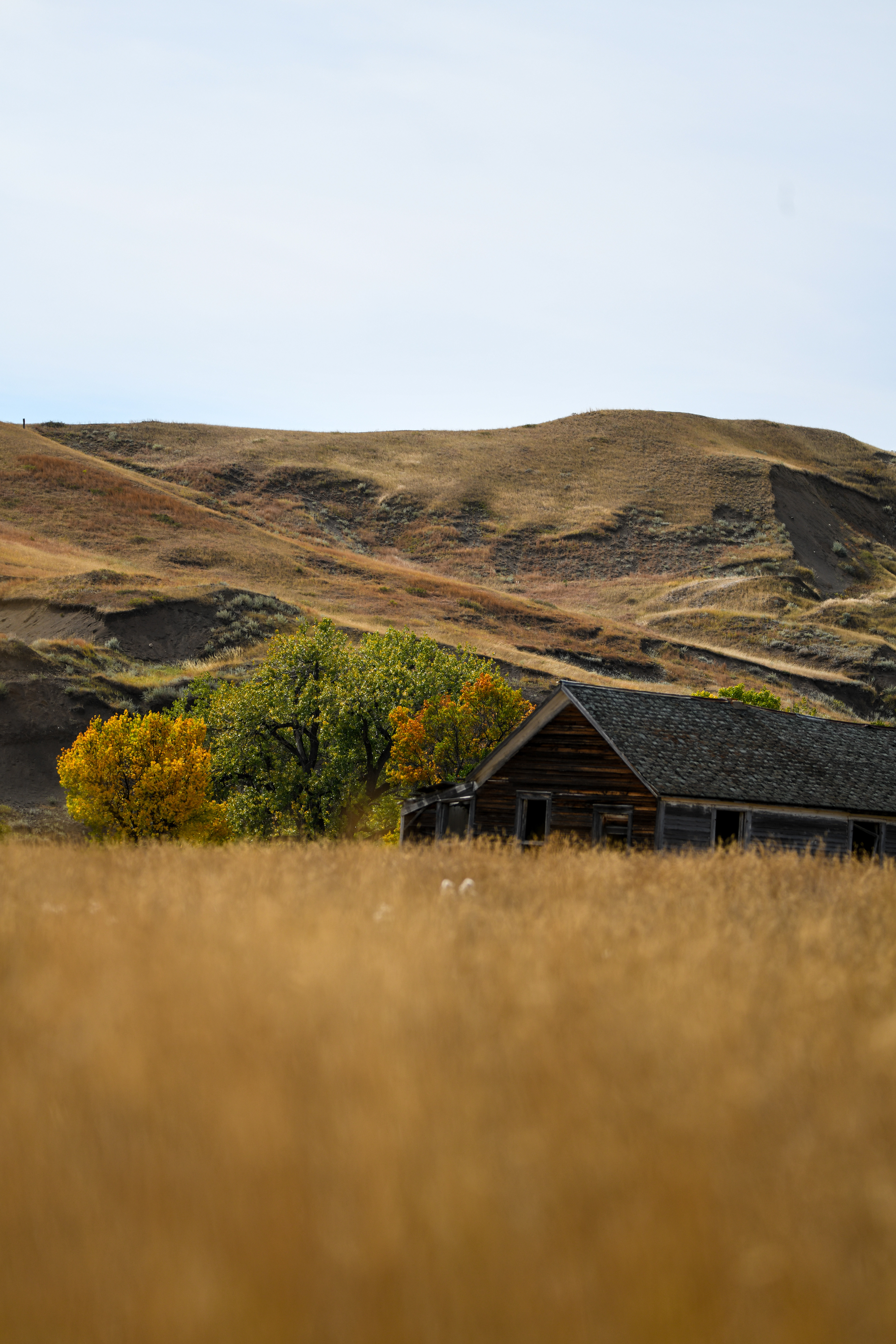 South Dakota 8