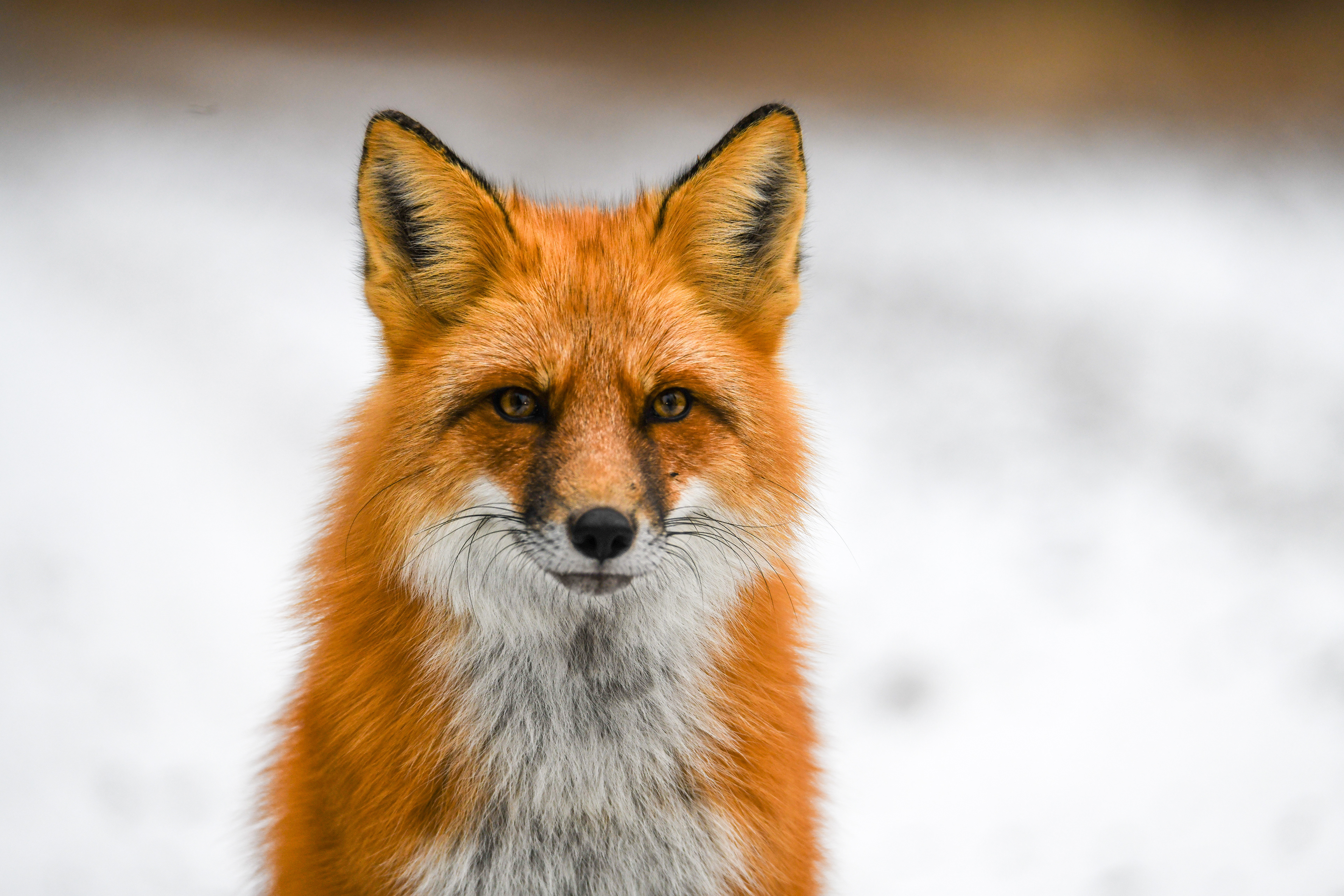 Fox 38