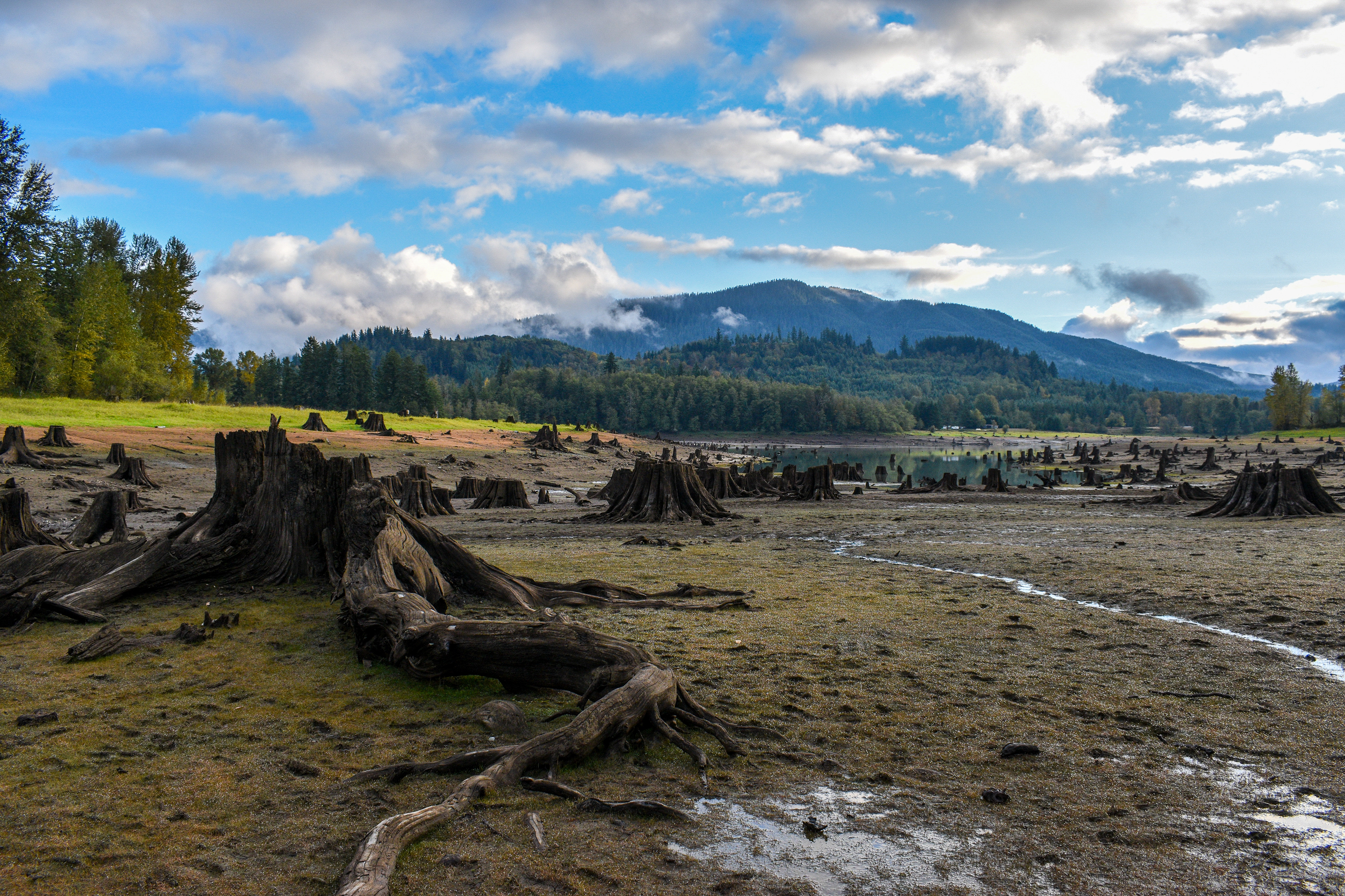 Stump Graveyard 3