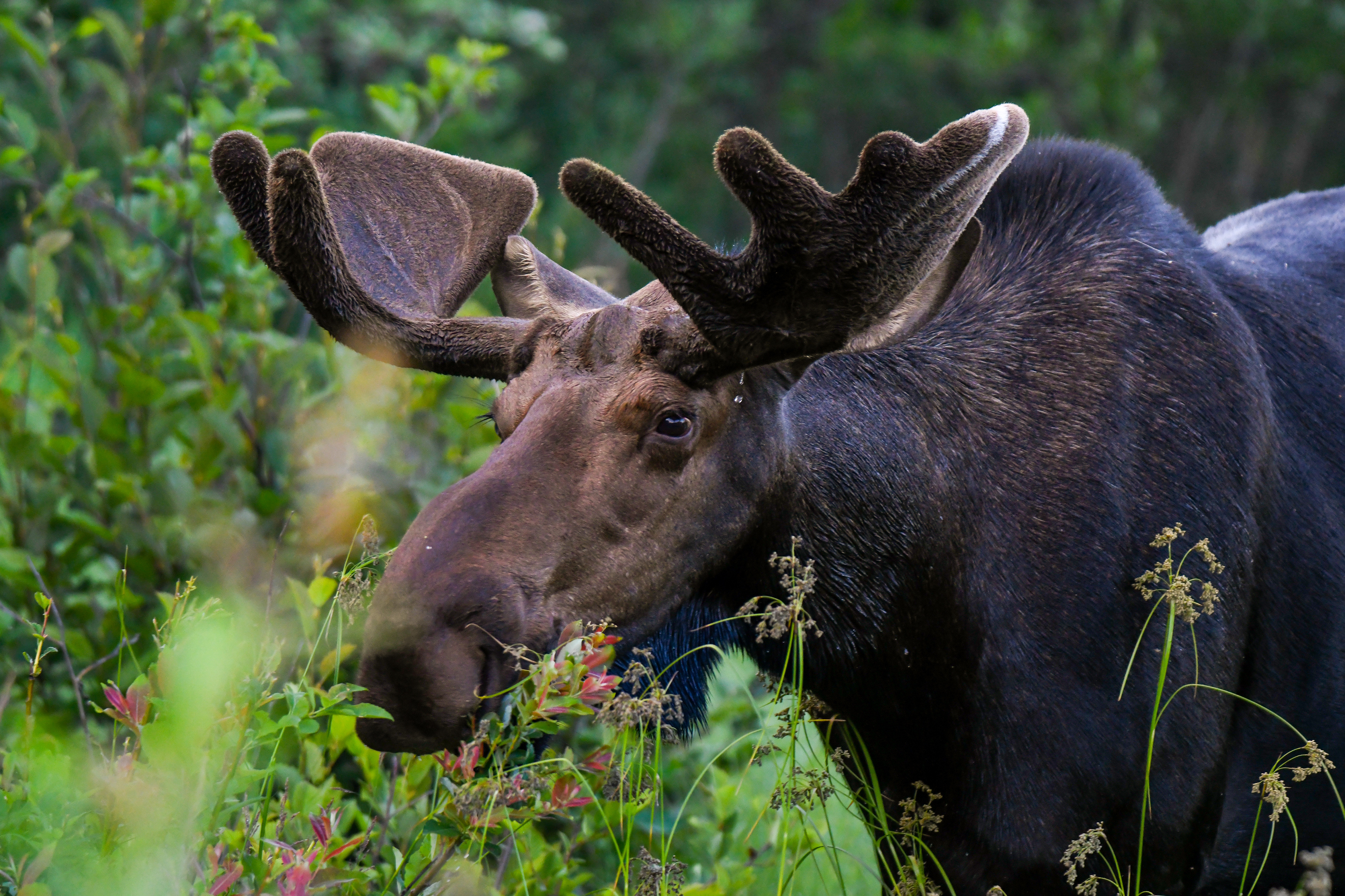 Moose 3