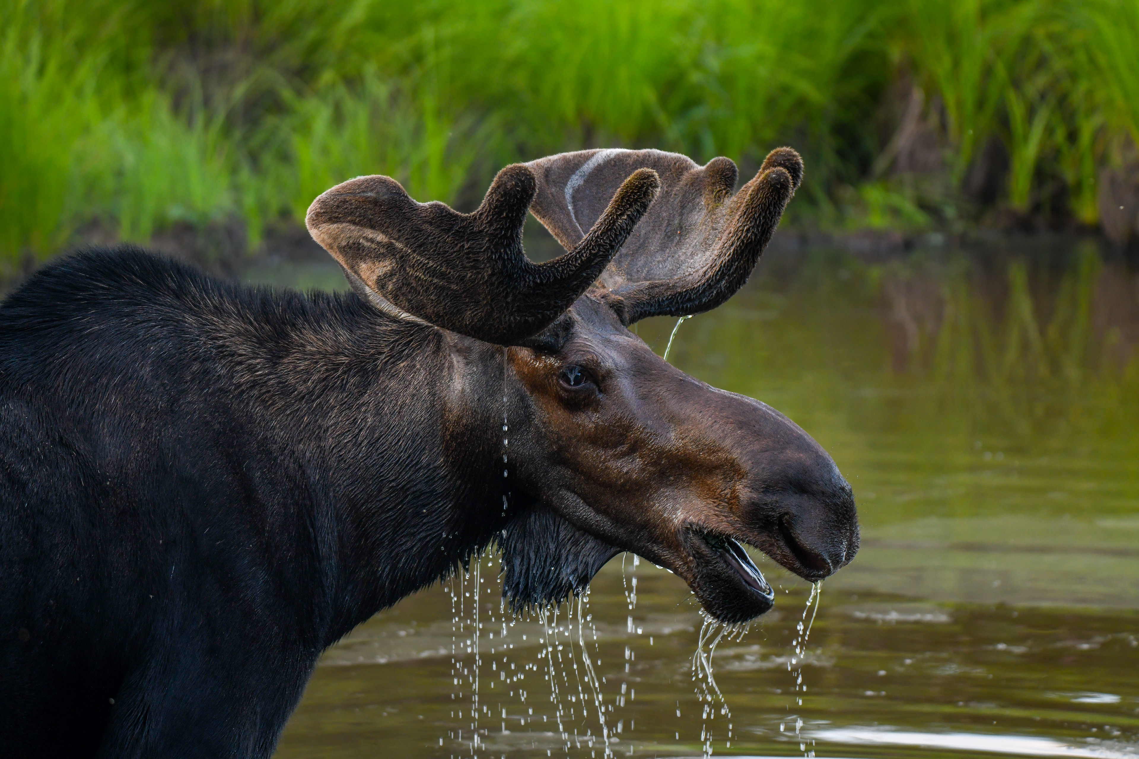 Bull moose taking a dip