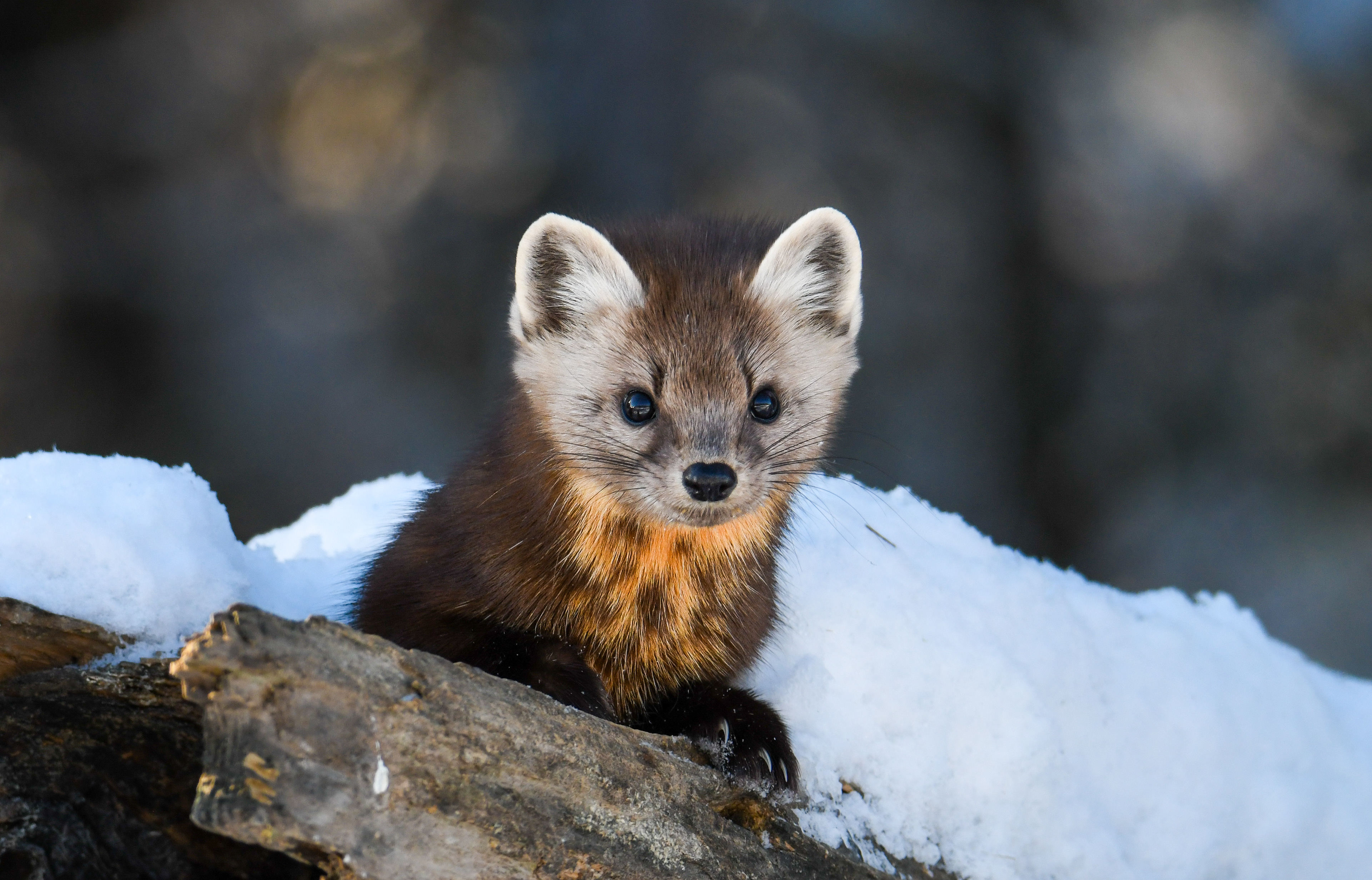 Pine Marten 10