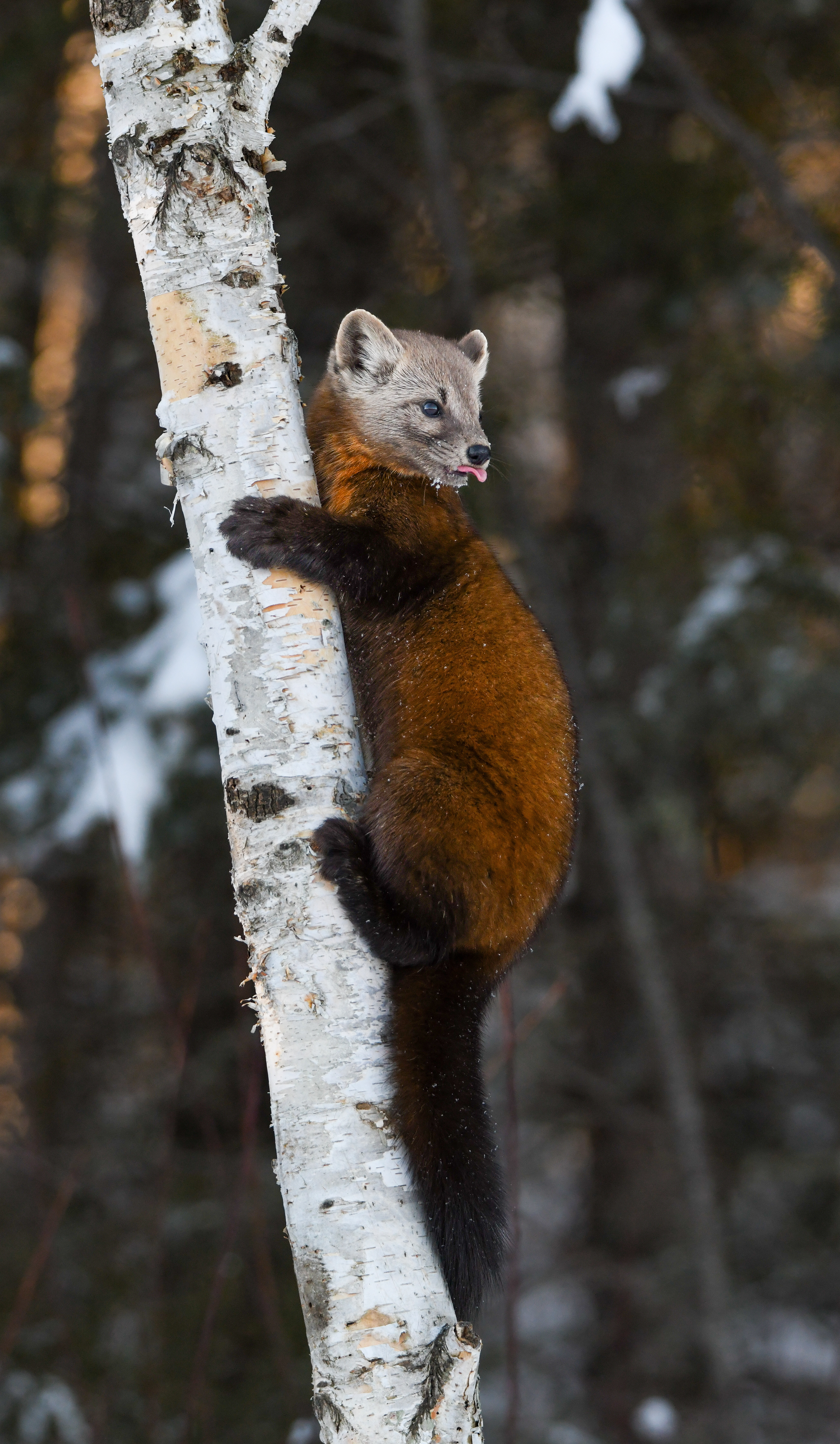 Pine Marten 16