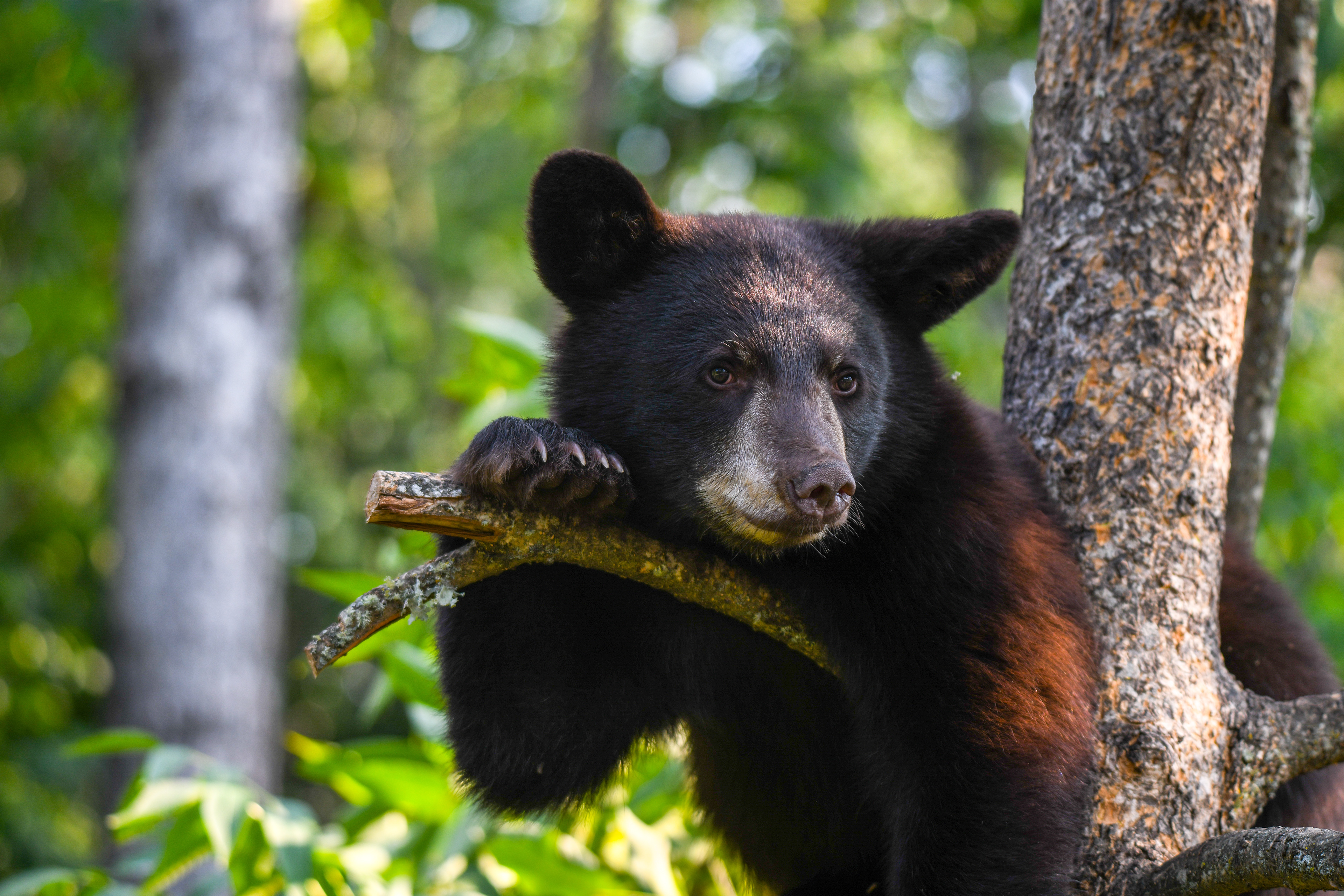 Cub 14