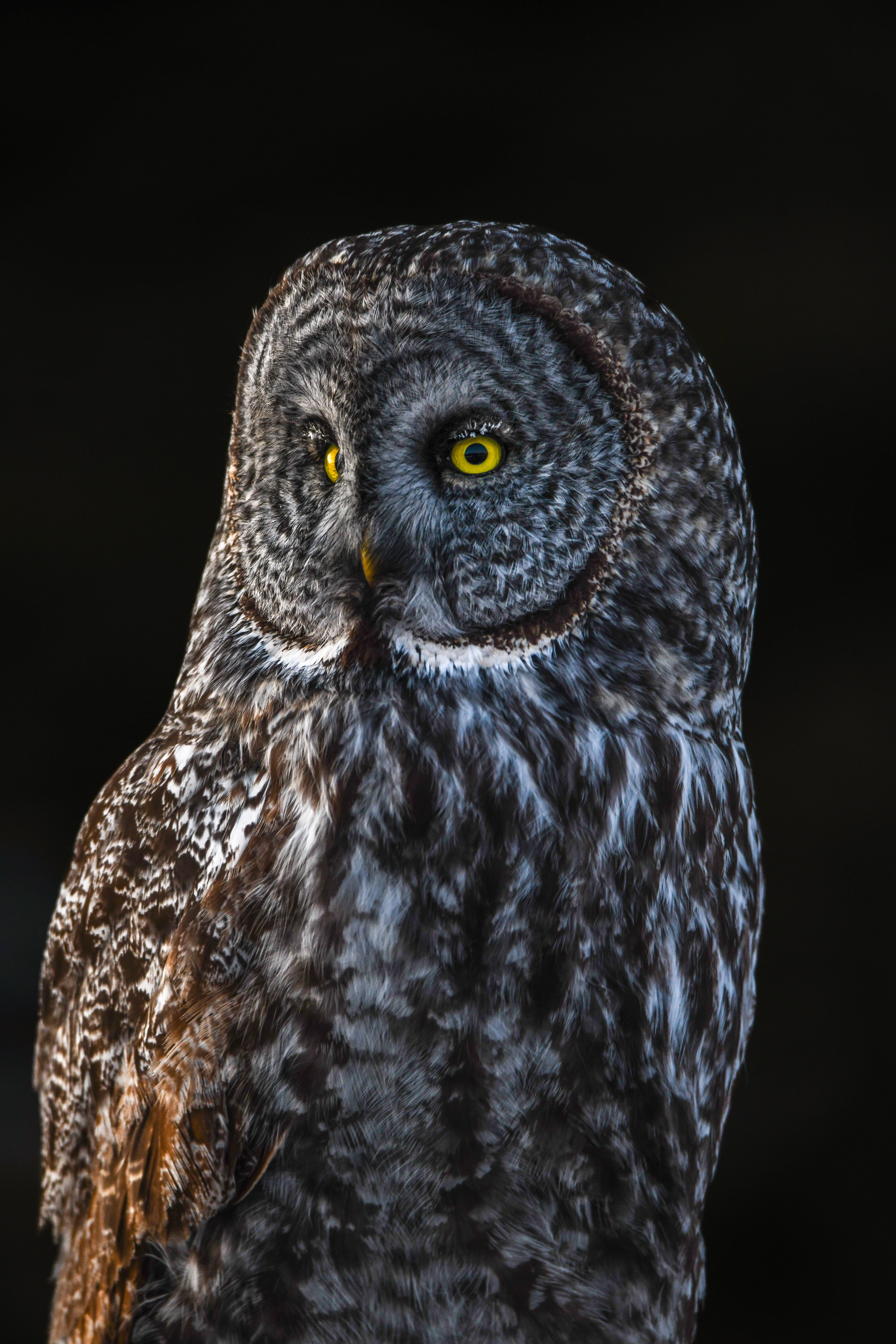 Great Grey 15