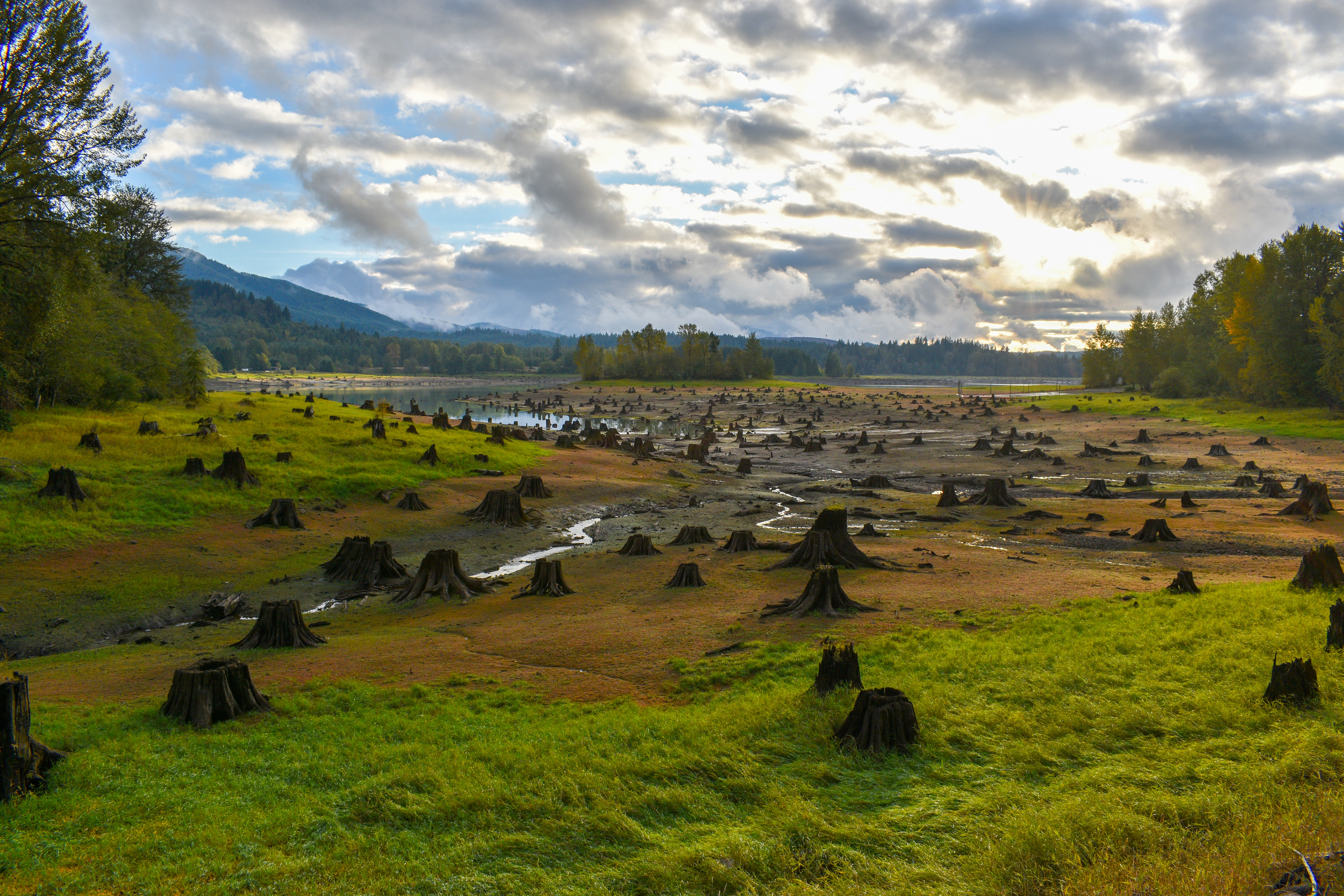 Stump Graveyard 2