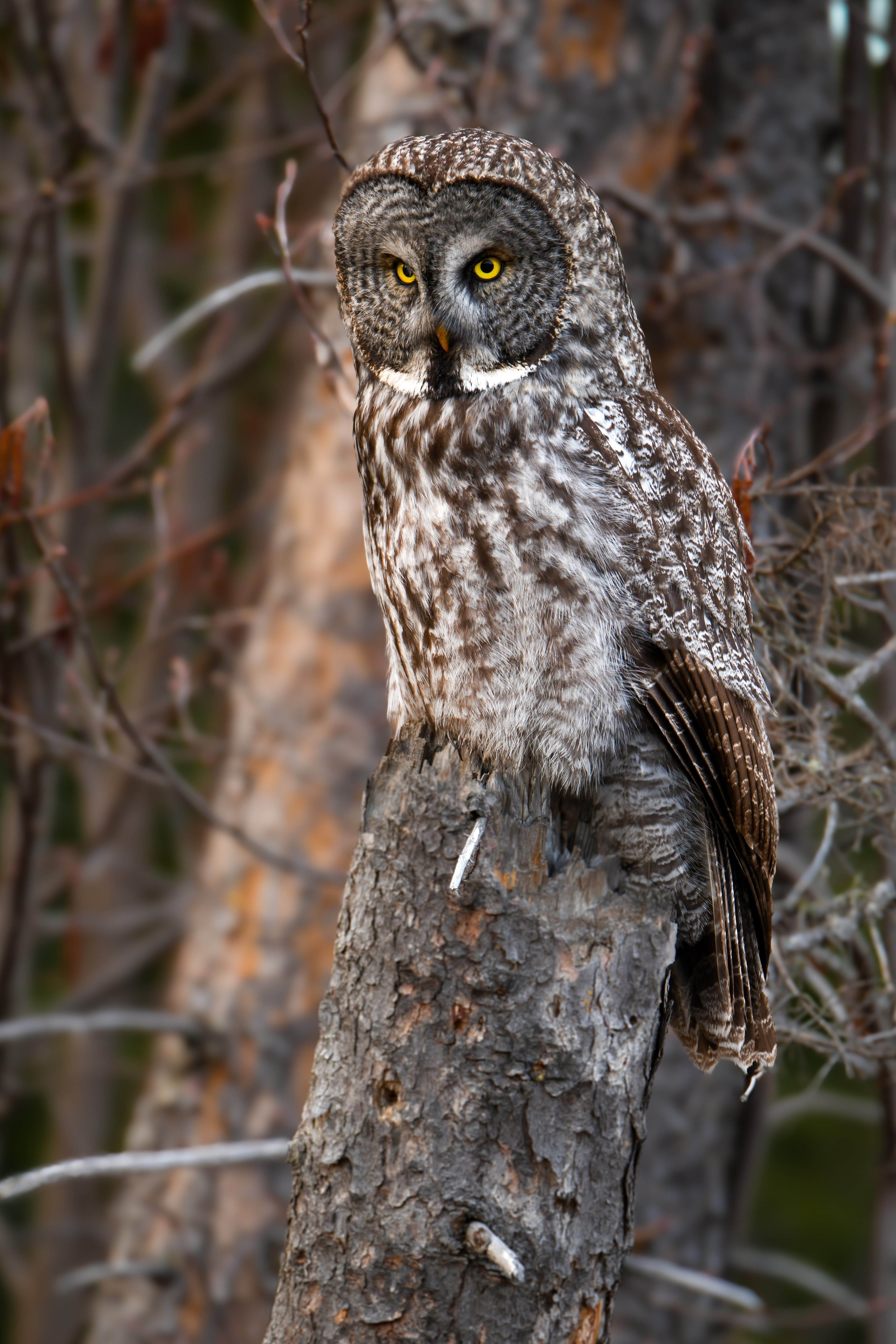 Great Grey 14
