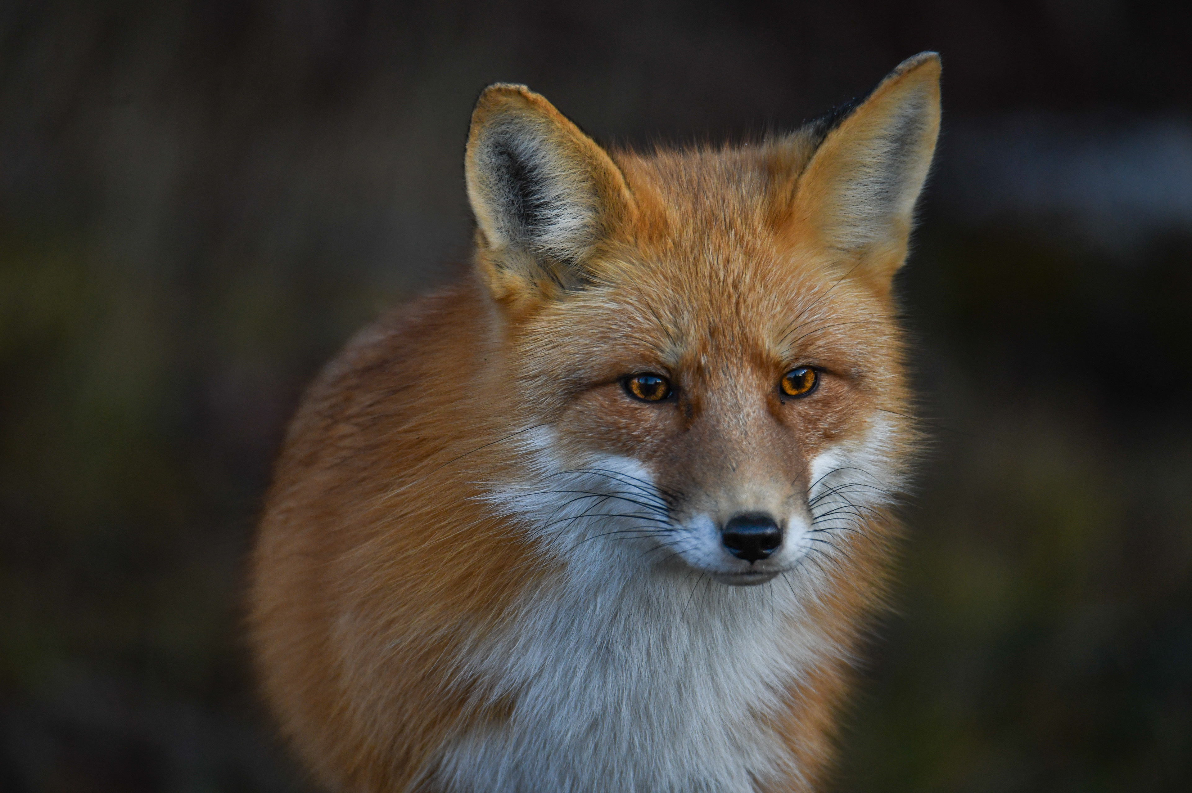 Fox 20