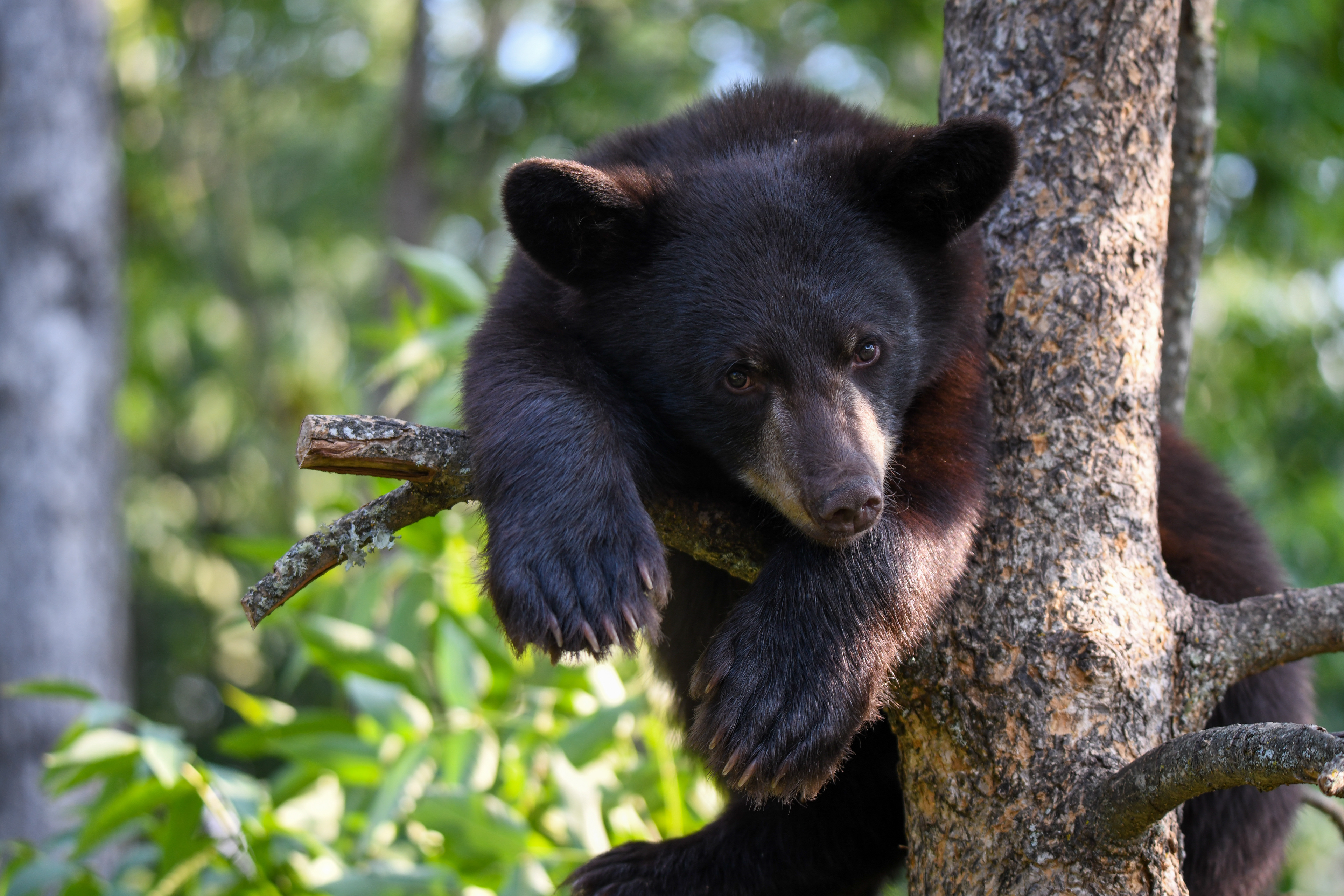 Cub 16
