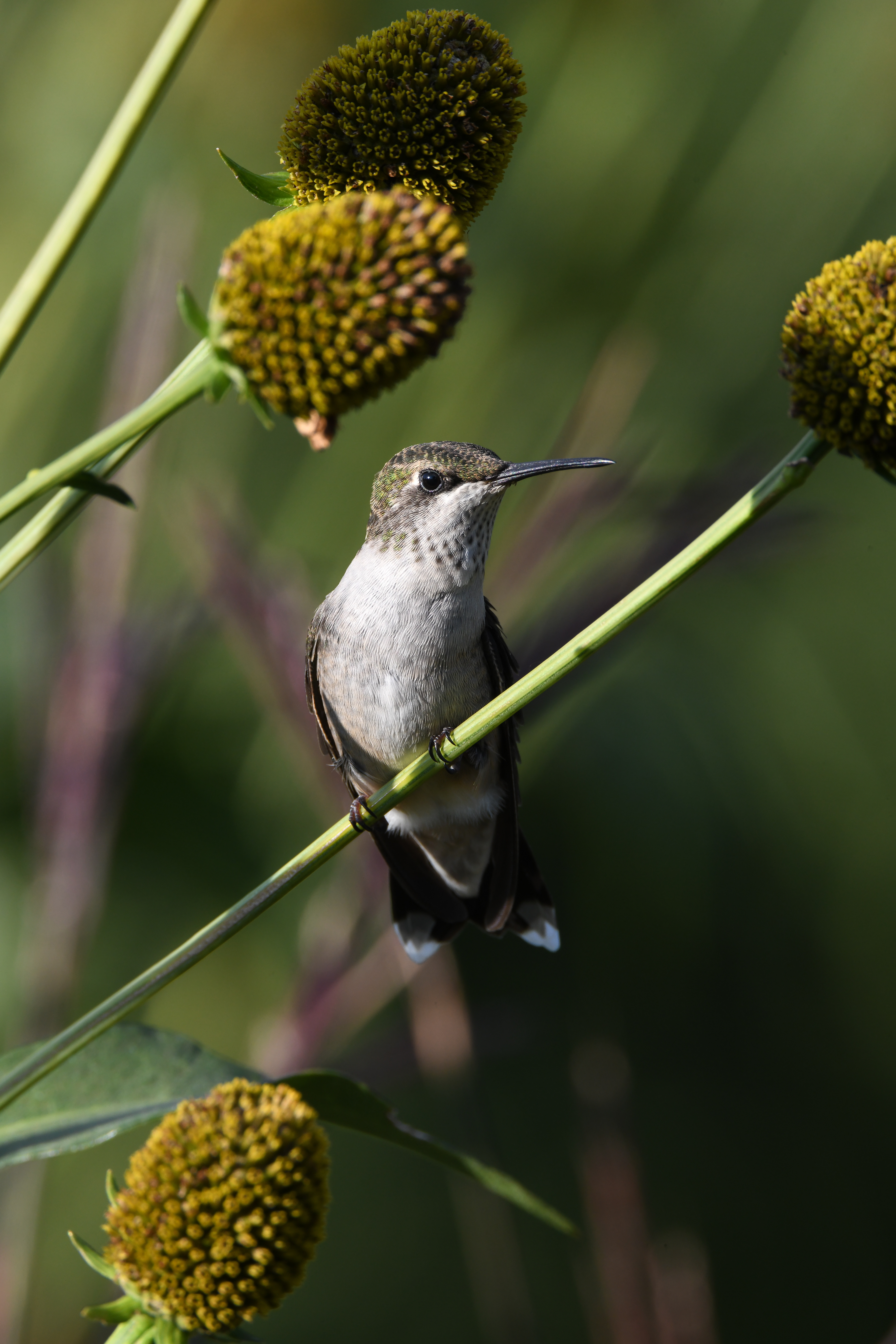 Hummingbird 22