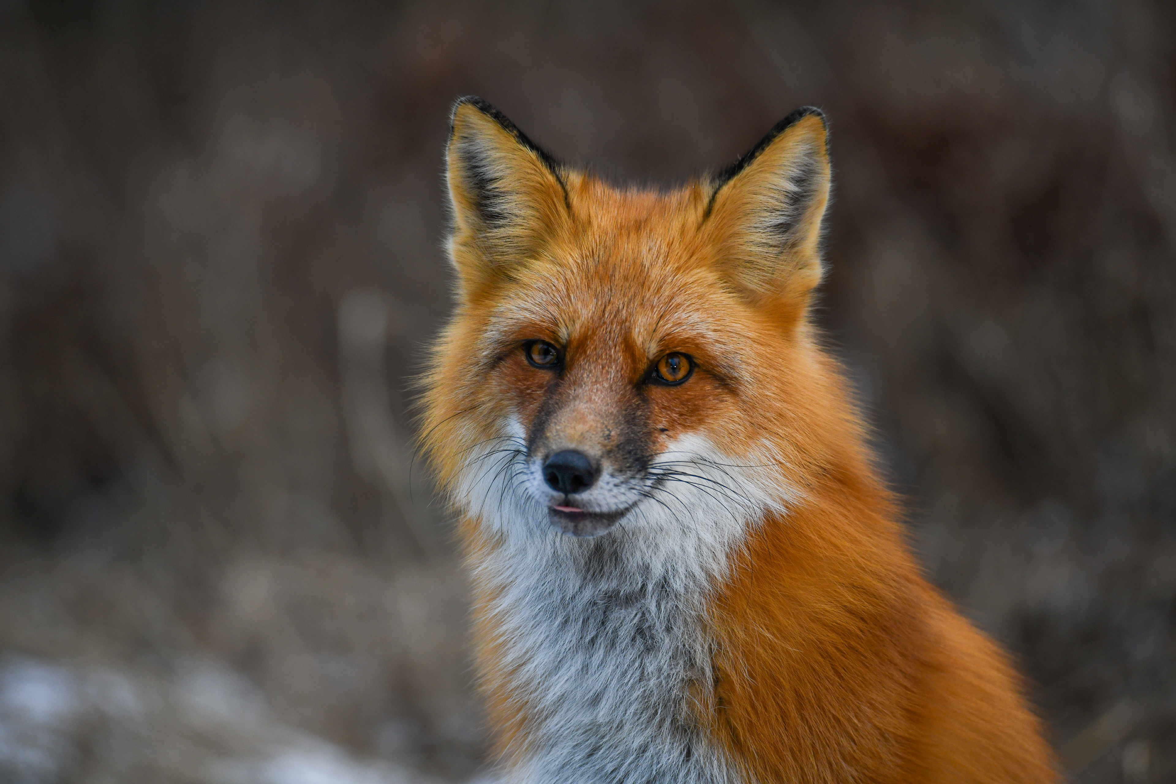 Fox 34