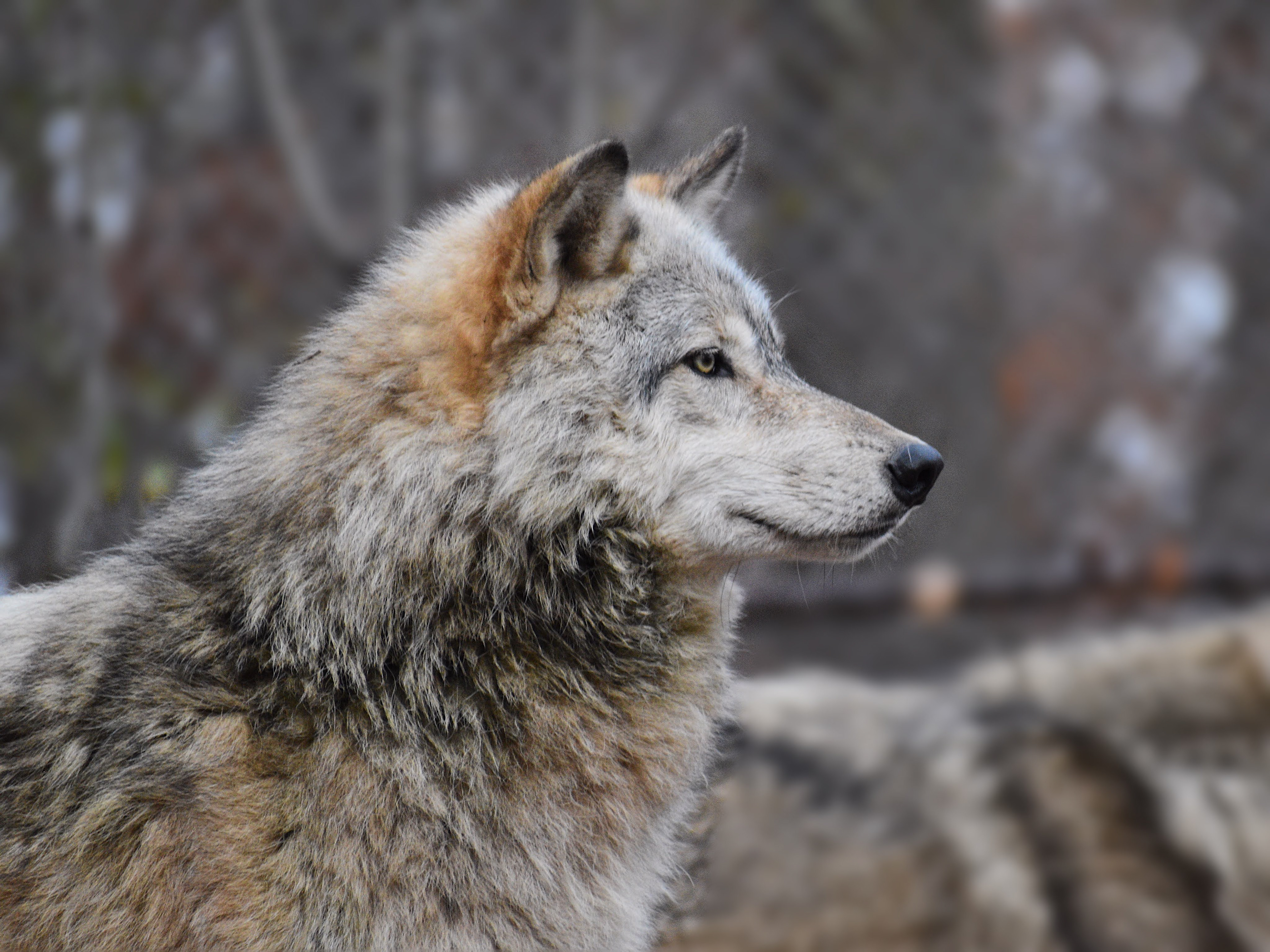 Wolf 6