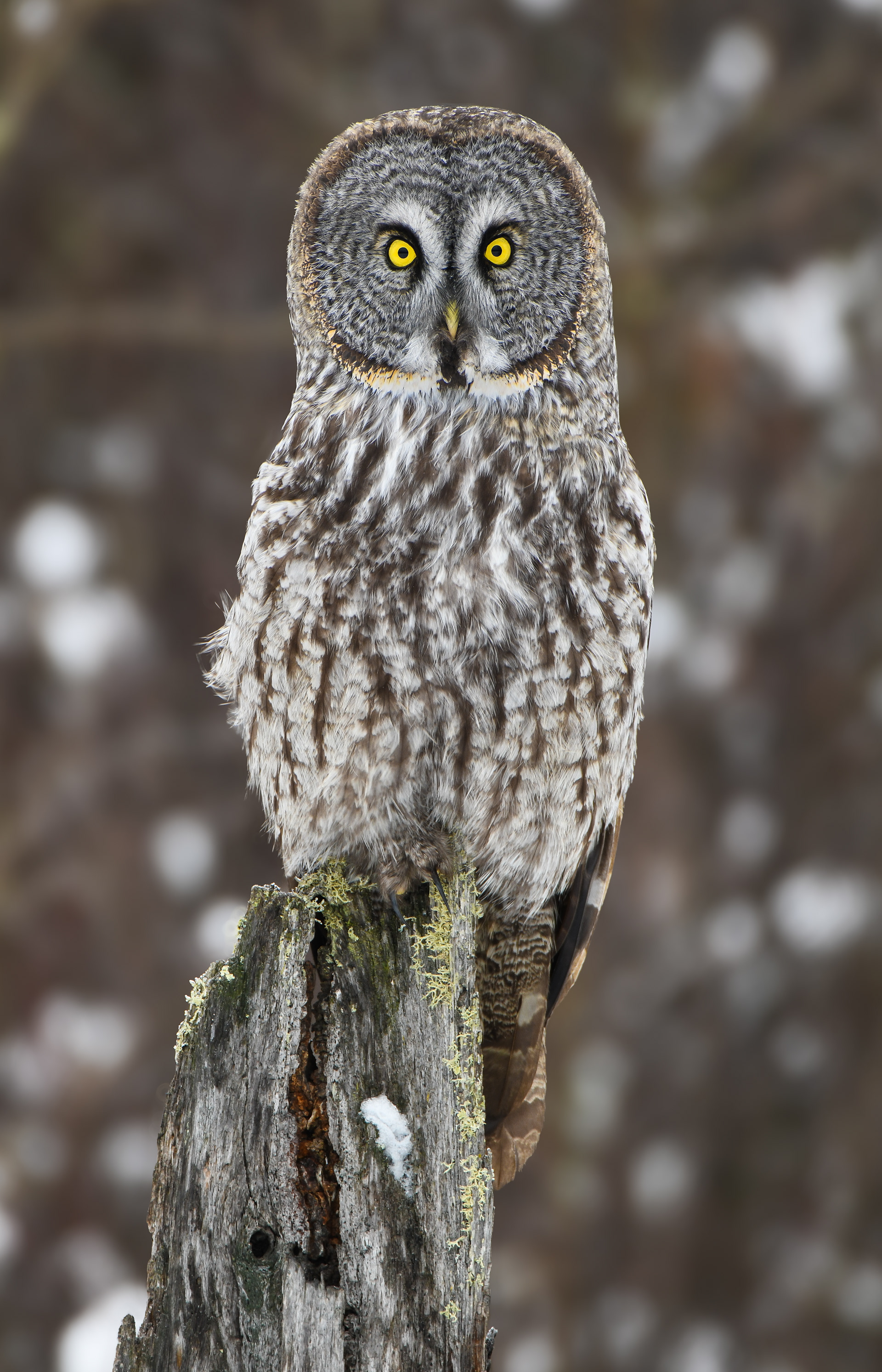 Great Grey 23