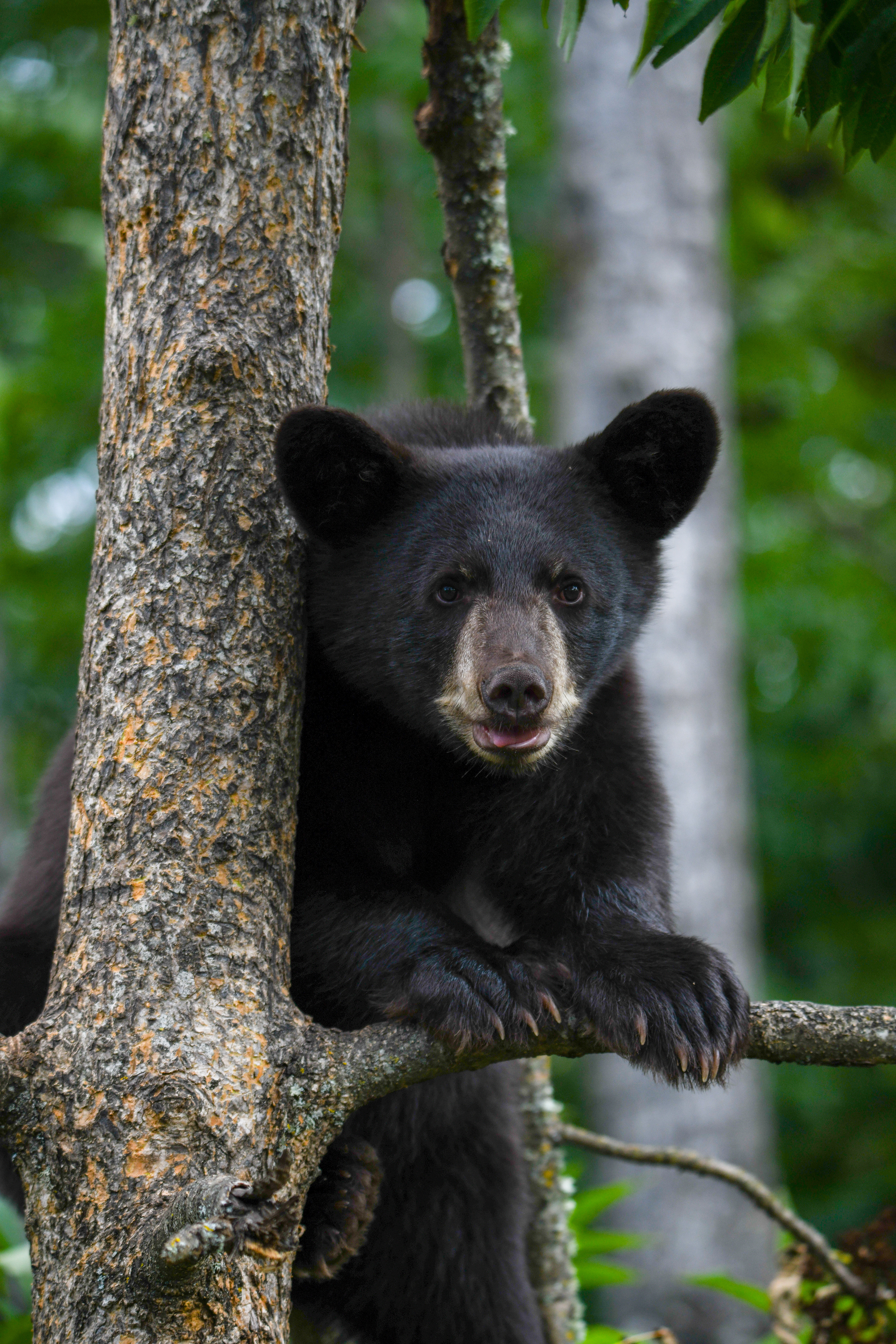 Cub 3