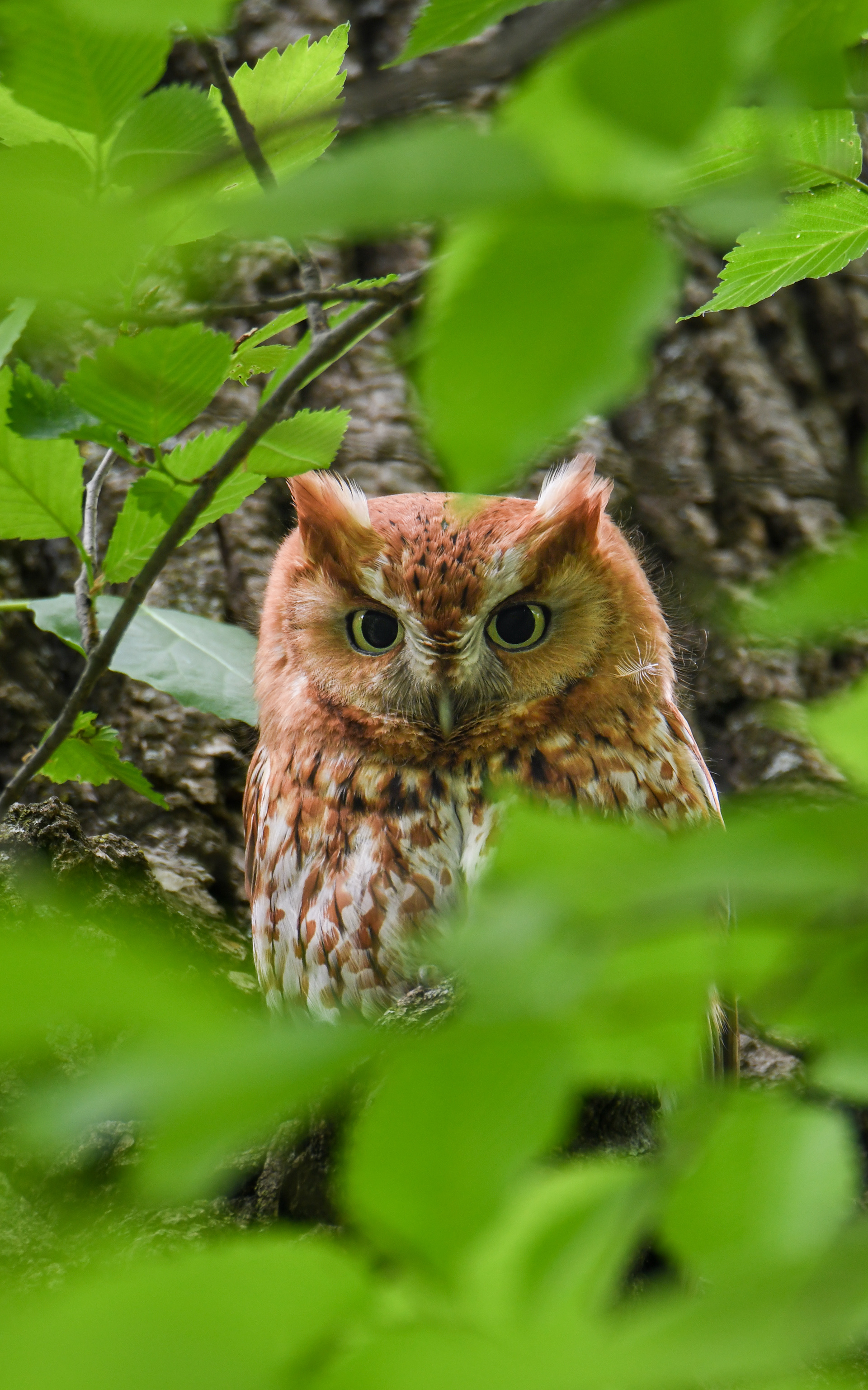 Red Morph Screech 2