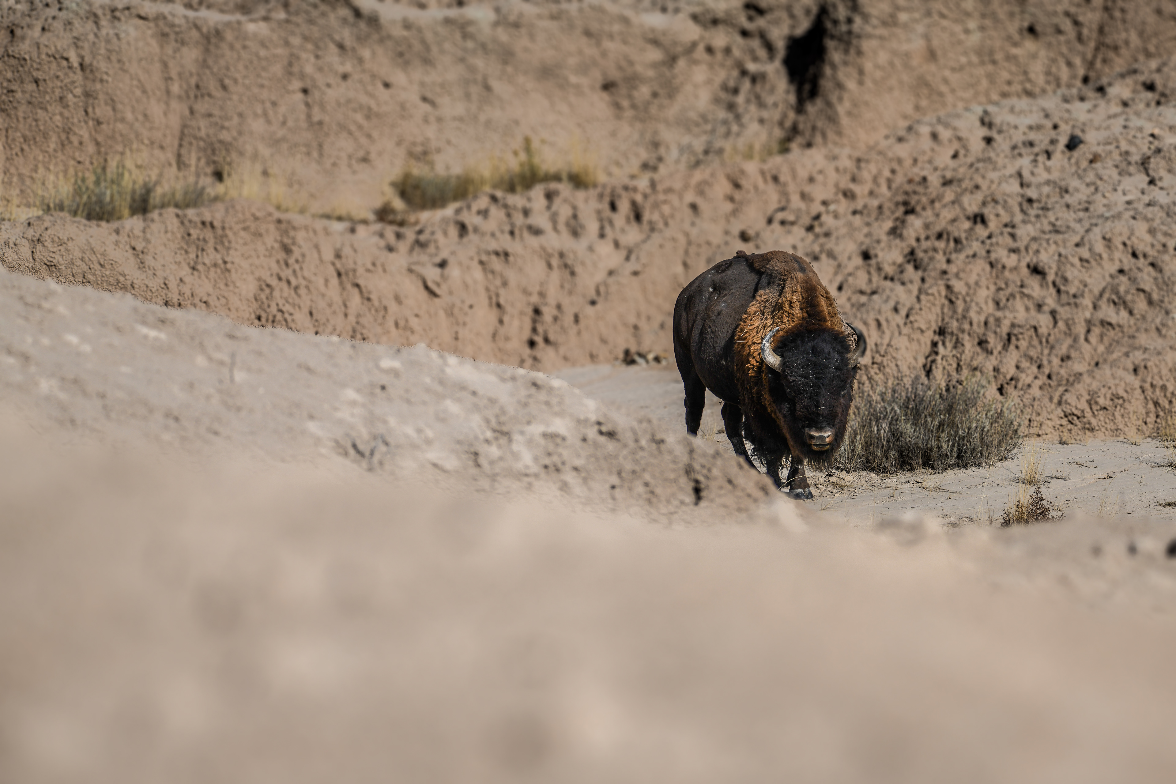 Bison 2
