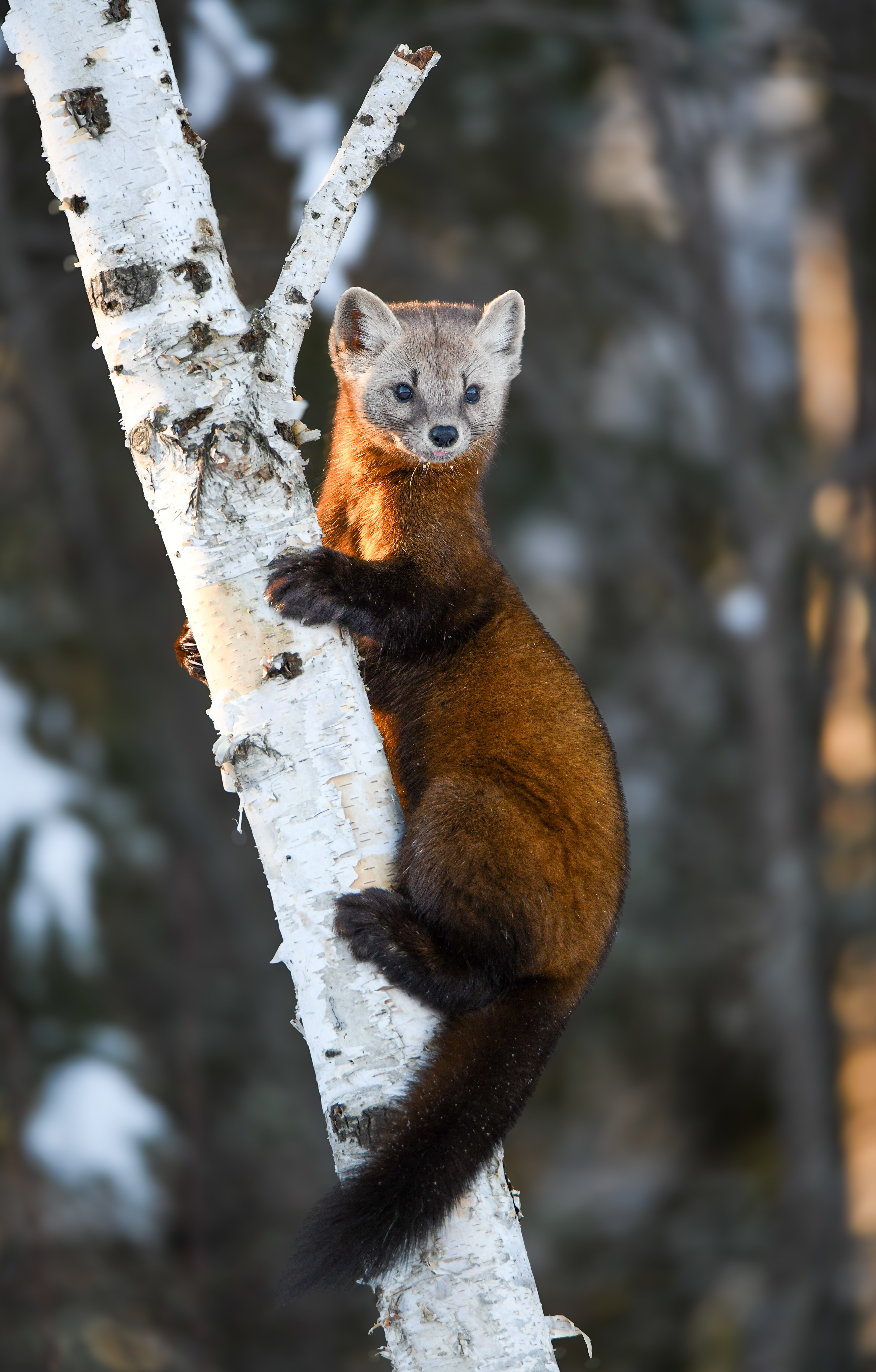 Pine Marten 14