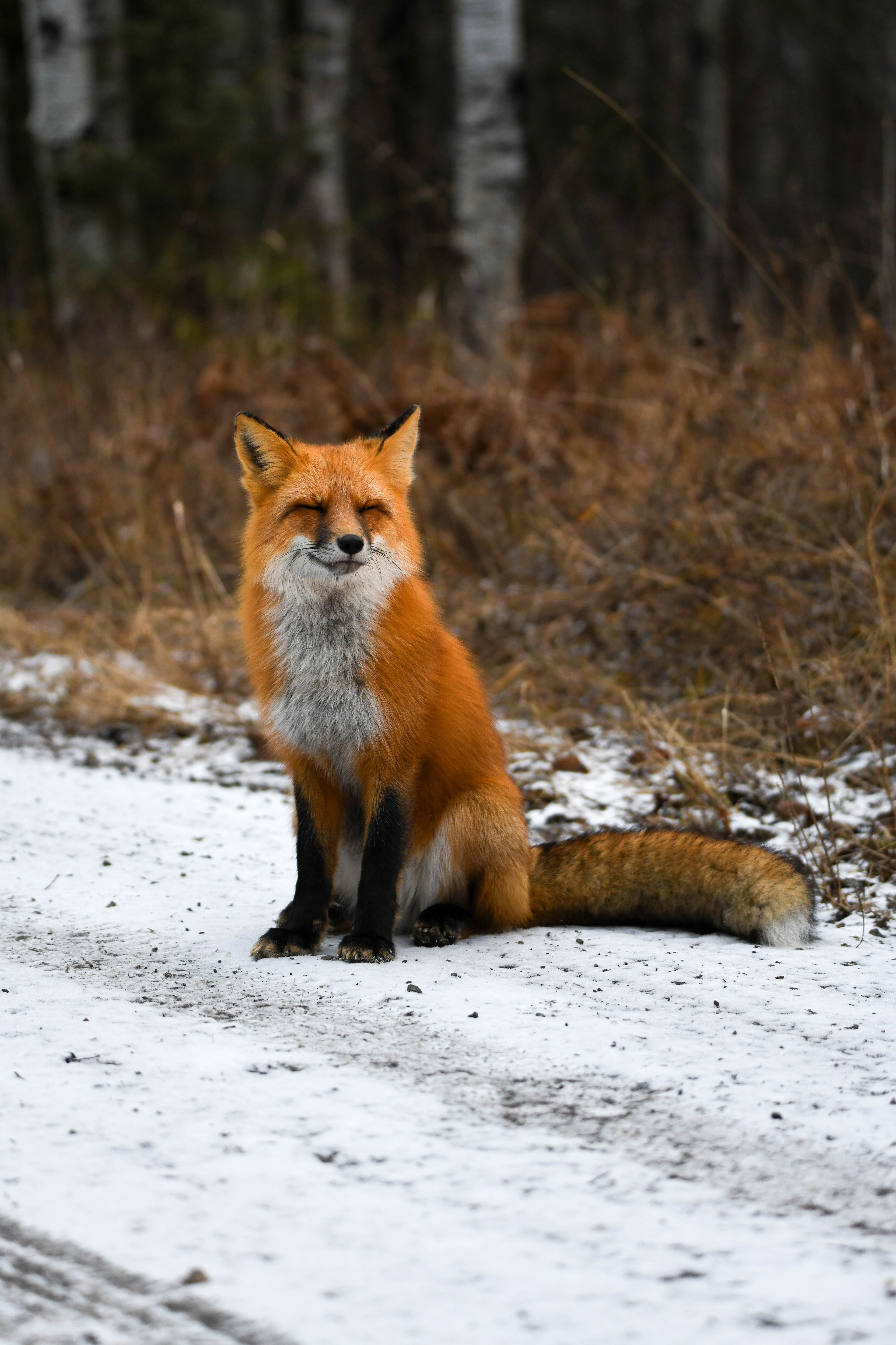 Fox 36