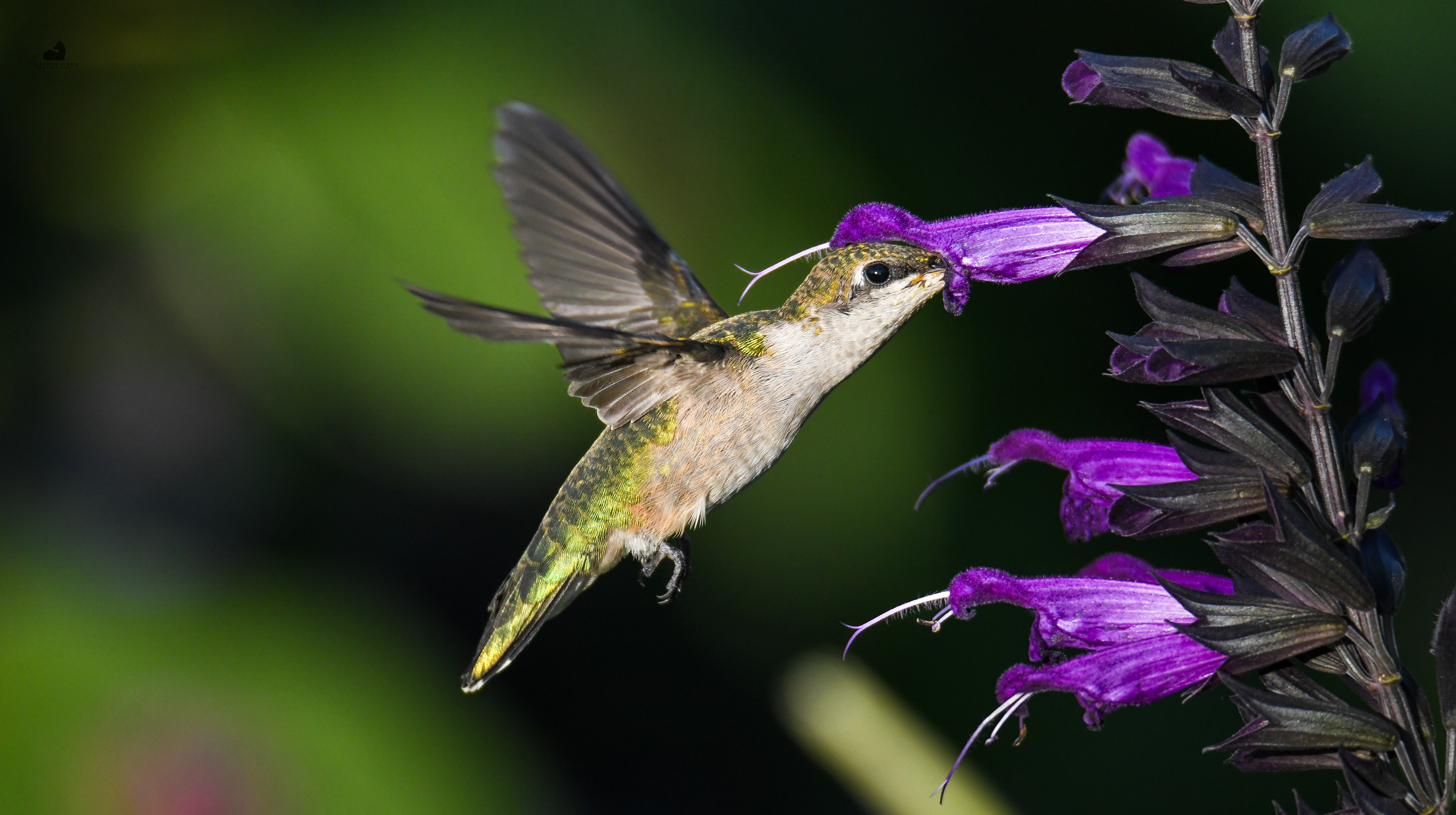 Hummingbird 24