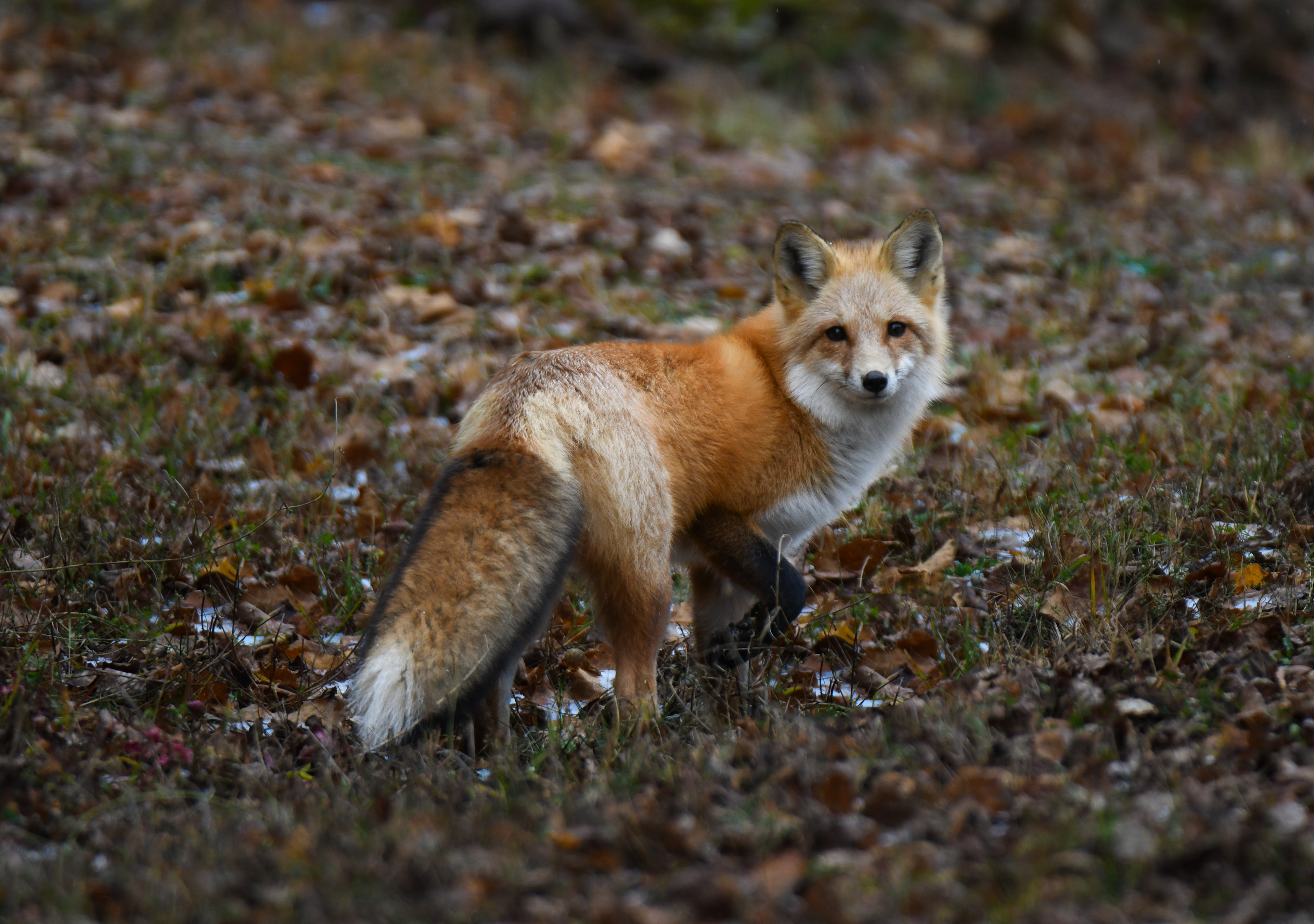 Fox 6
