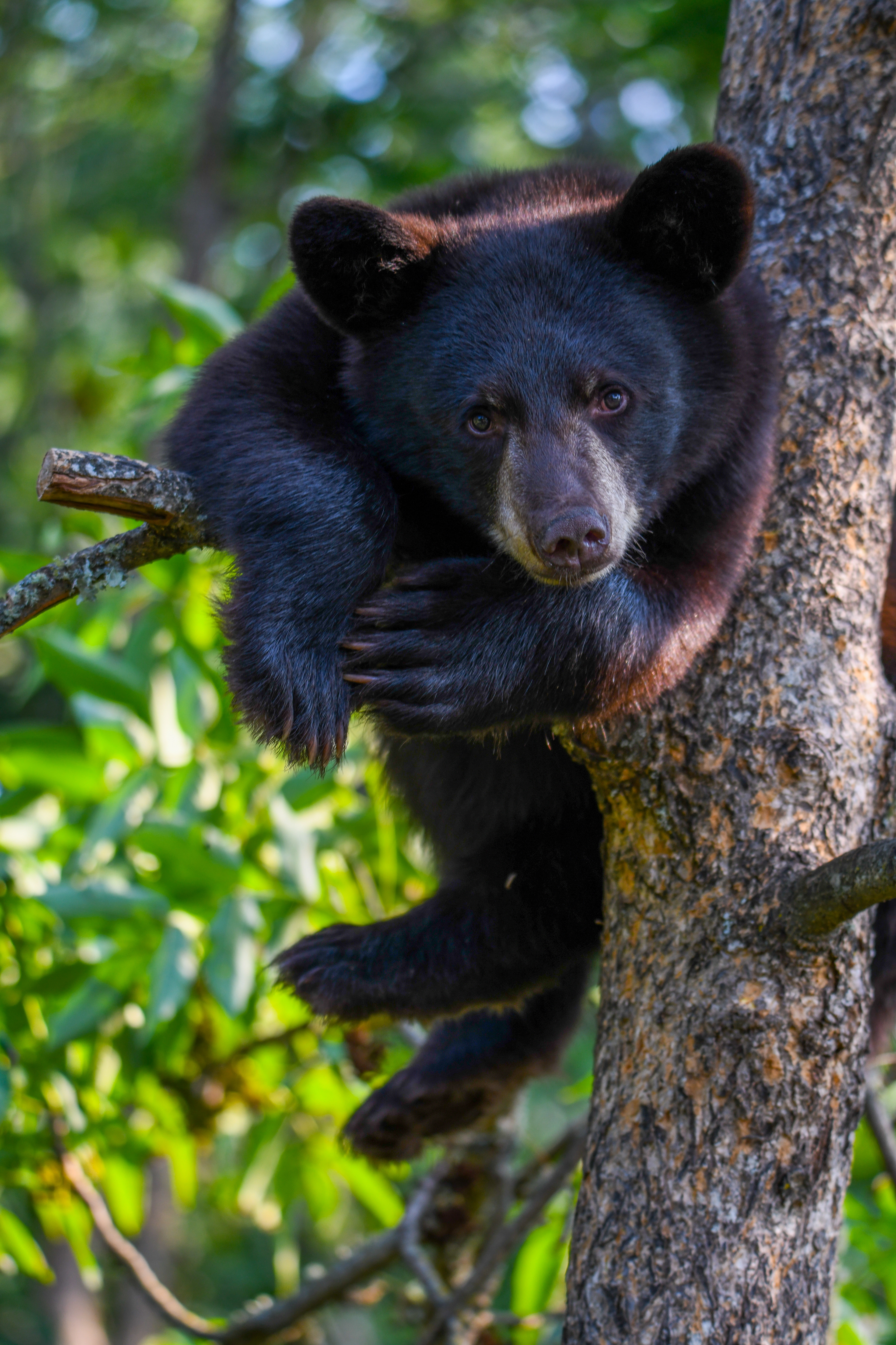Cub 20