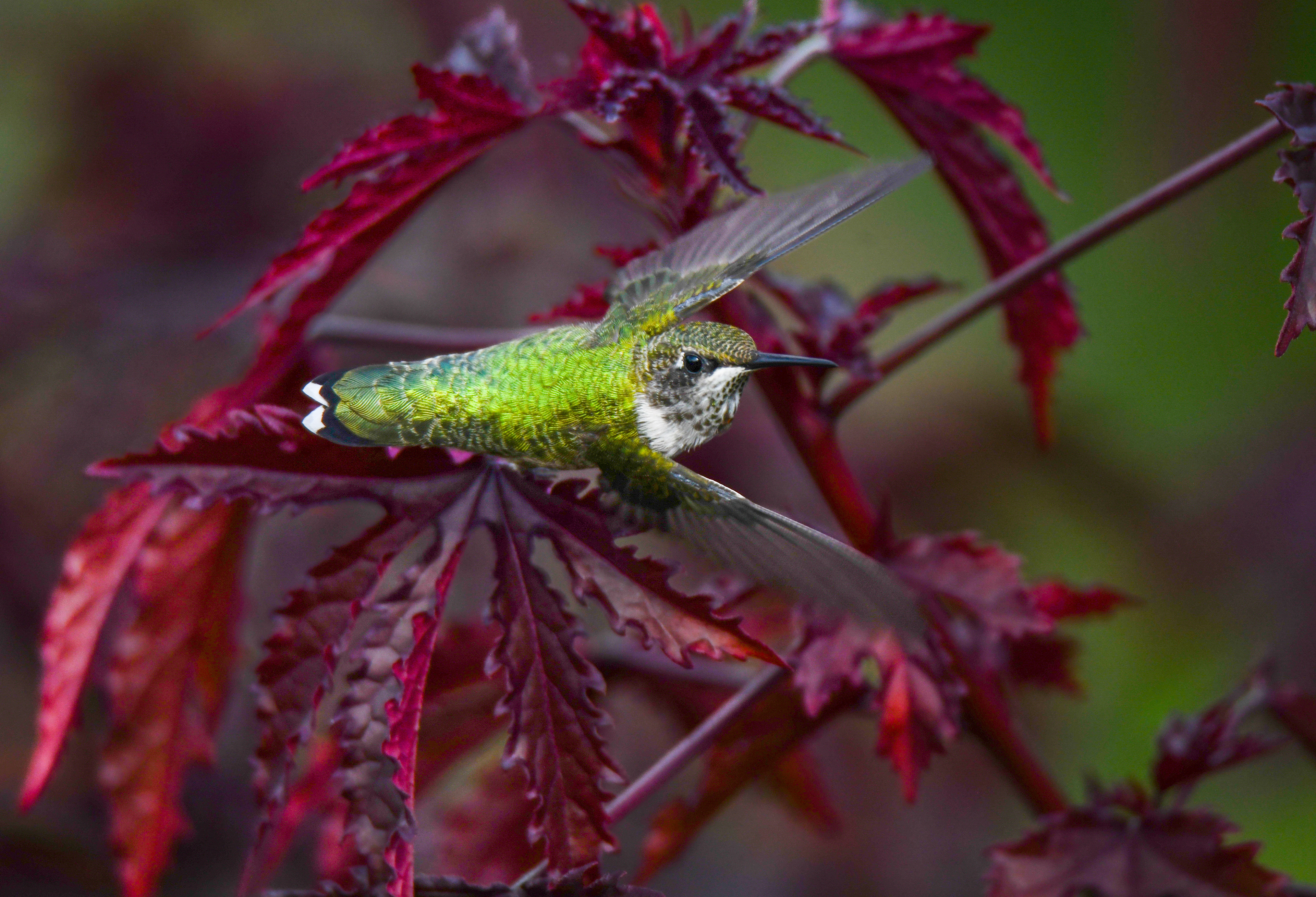 Hummingbird 6